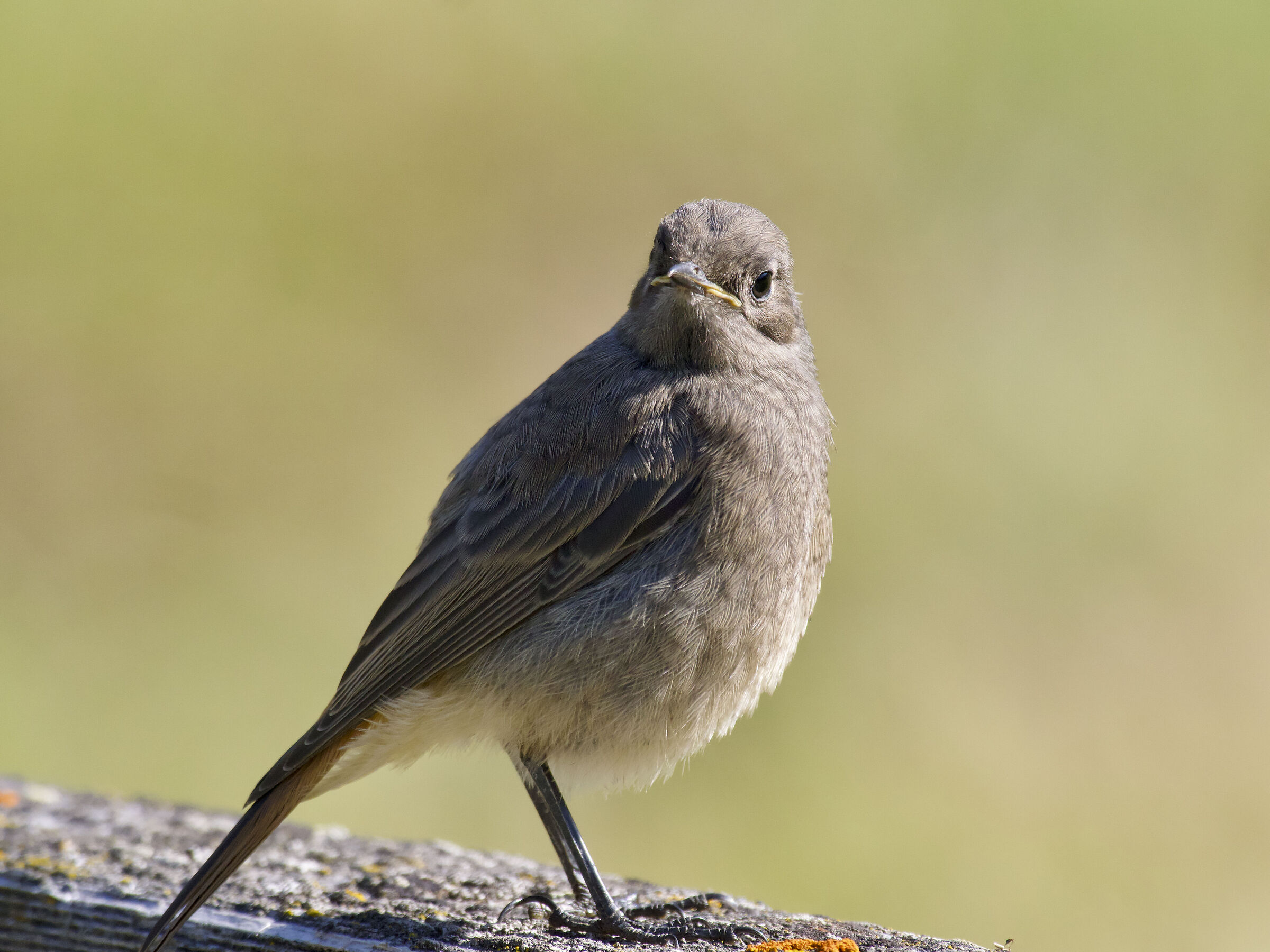 Black redstart