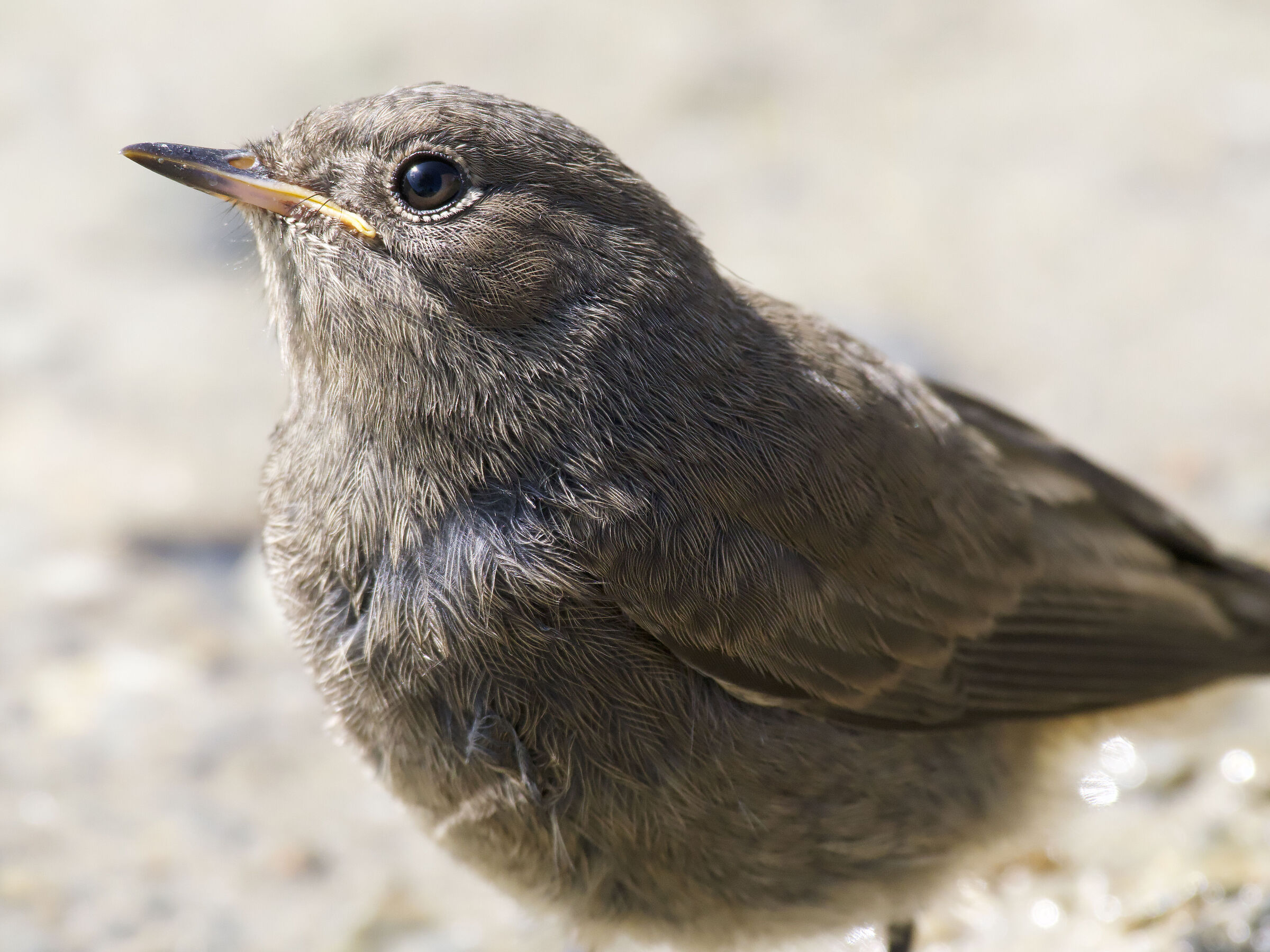Black redstart