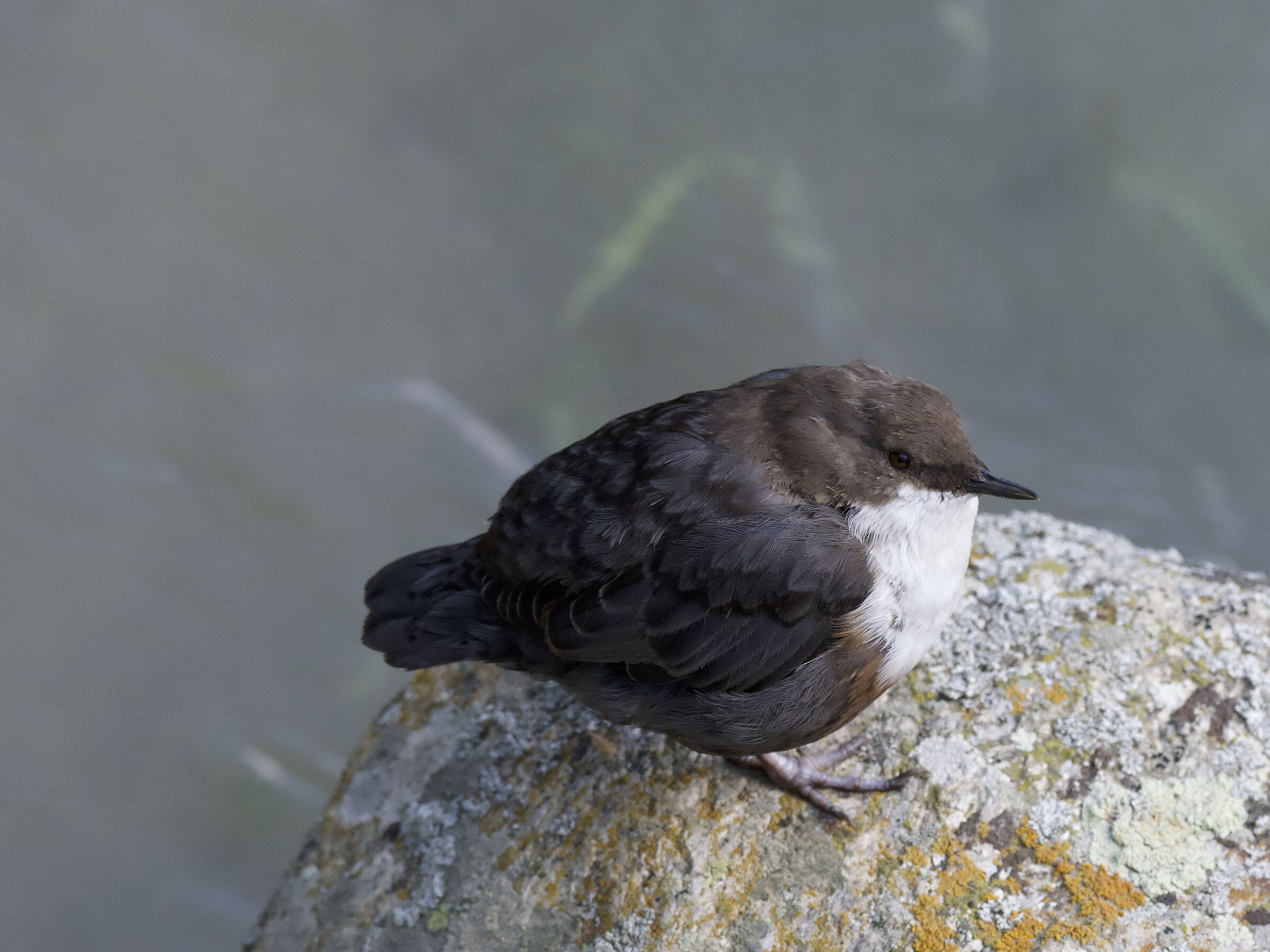 White-throated dipper