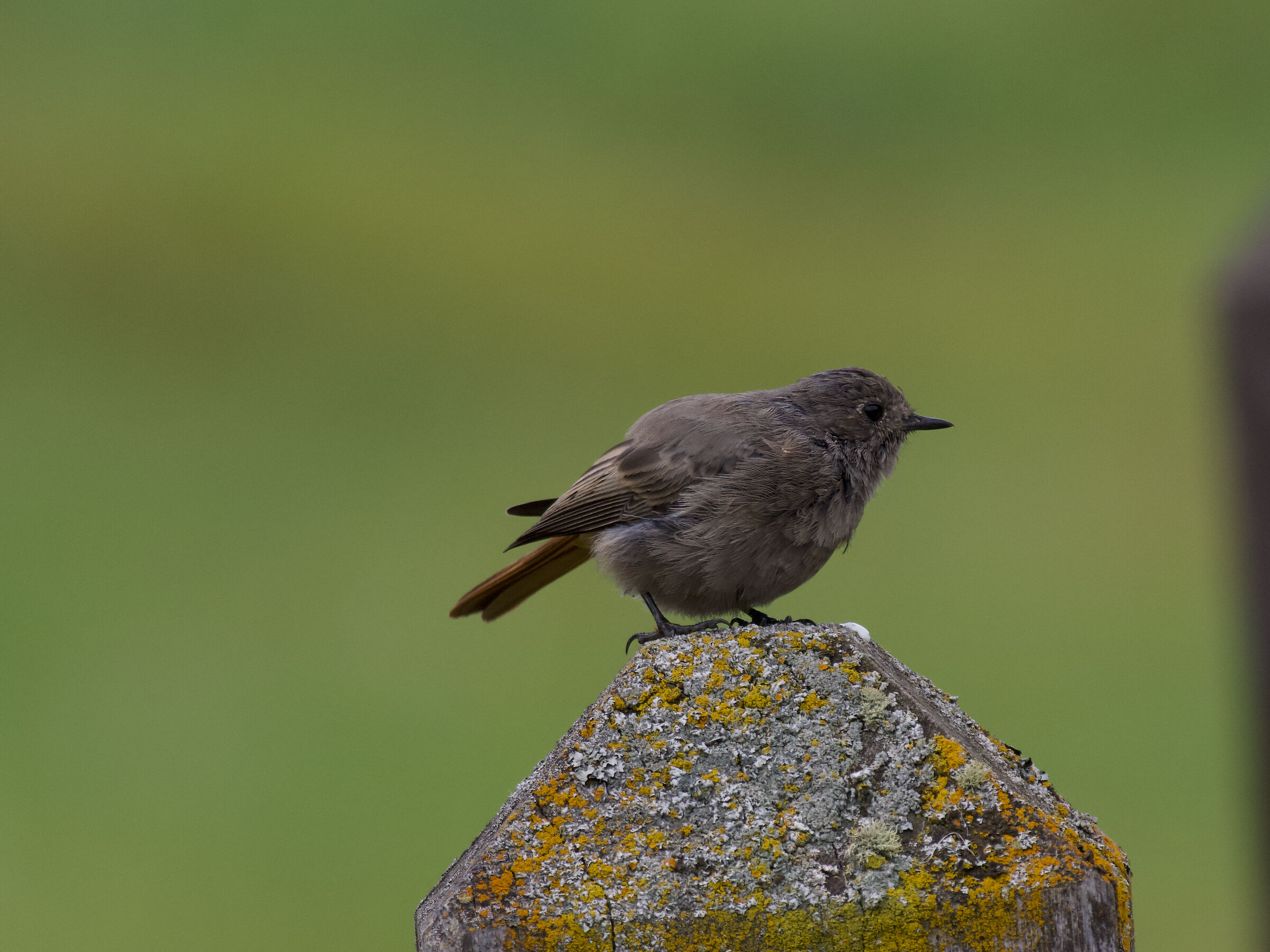 Black redstart