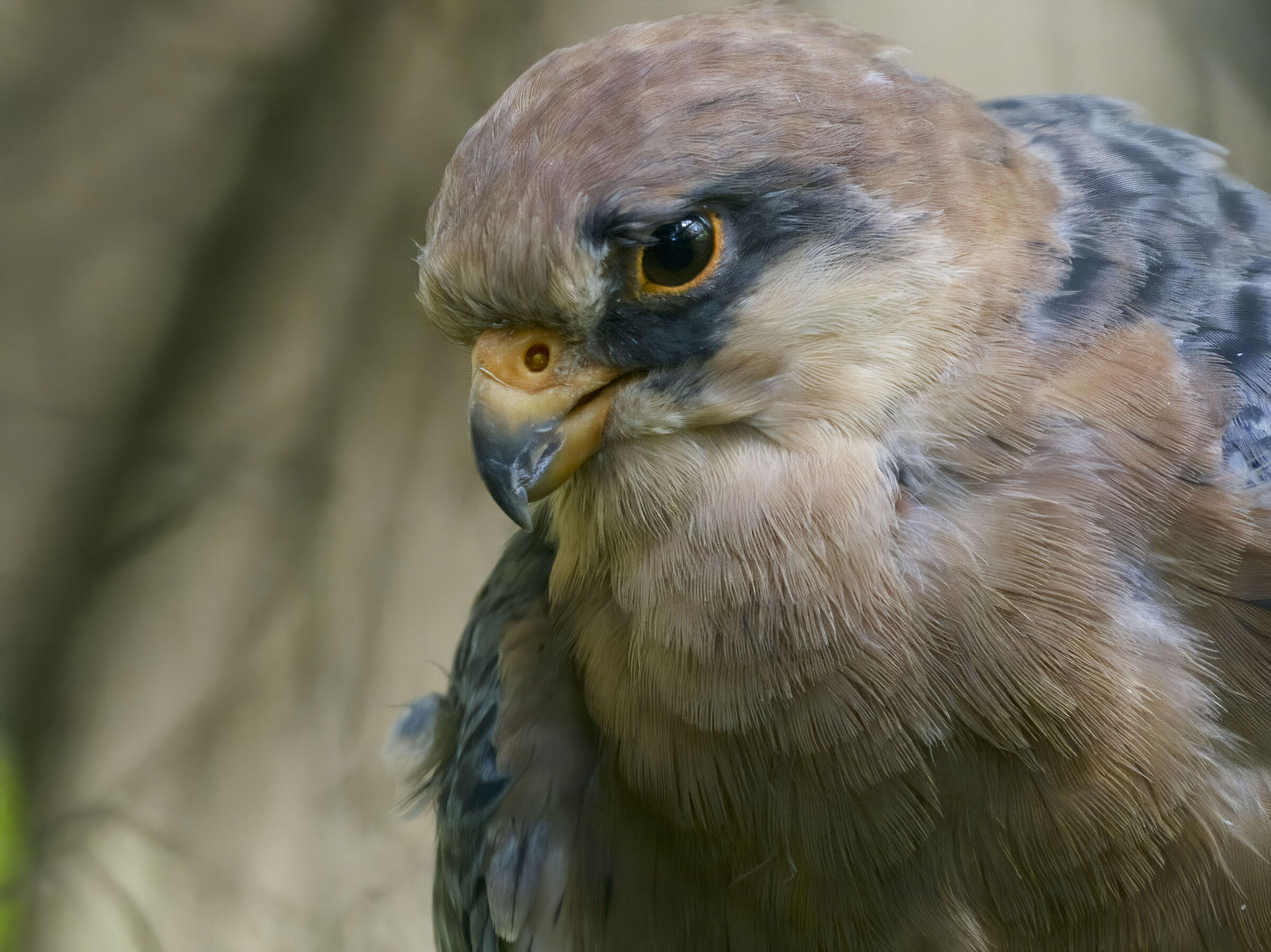 Cuckoo Falcon