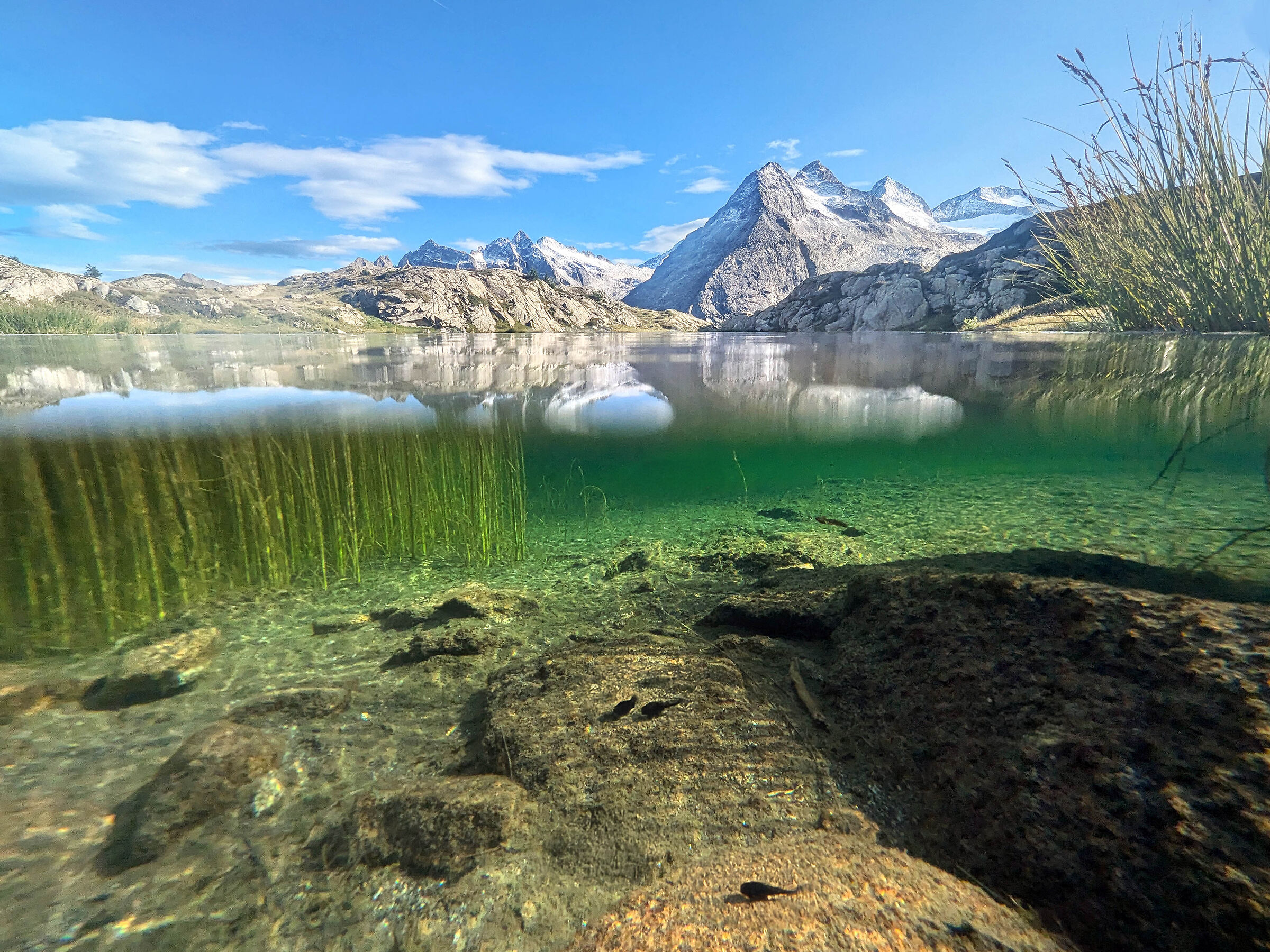 Sbirciatina sott'acqua per spiare mondi sommersi...