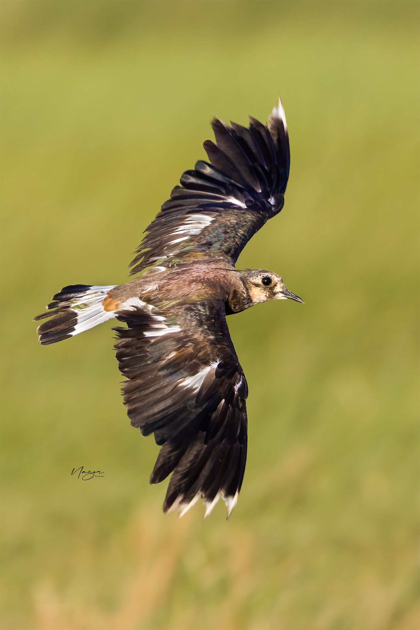 Northern Lapwing