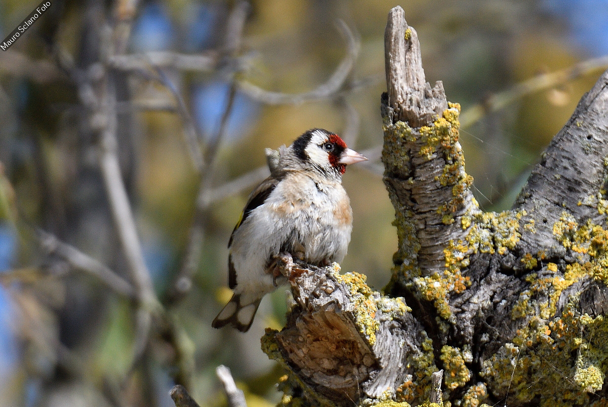 Goldfinch