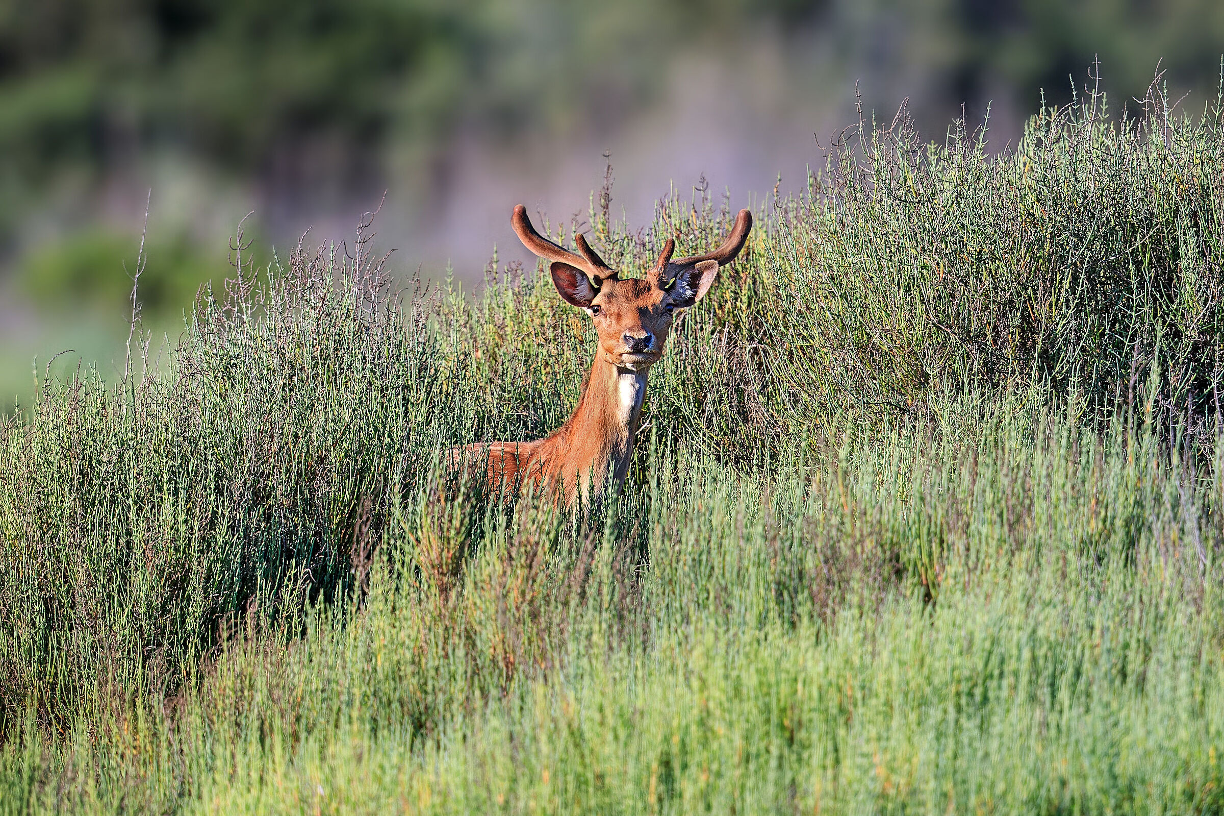 Ti osservo - Il daino e la salicornia