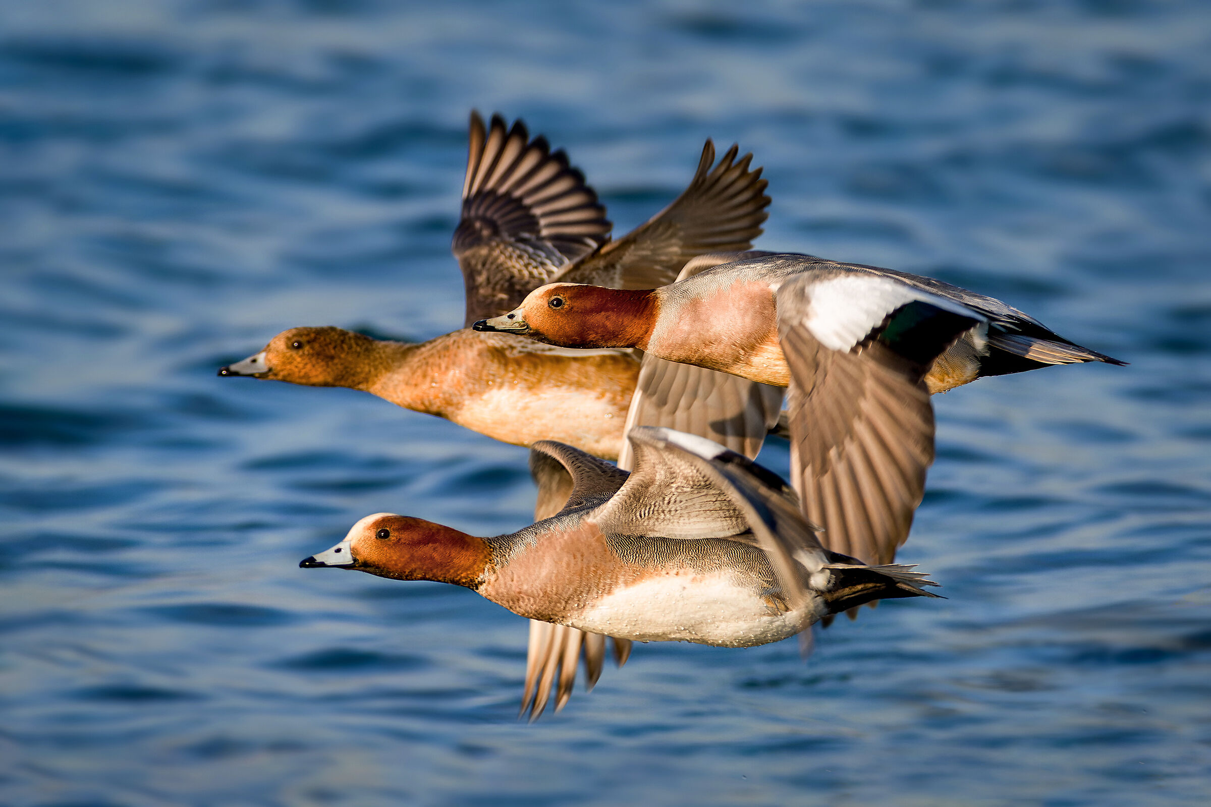 Wigeon at sunset