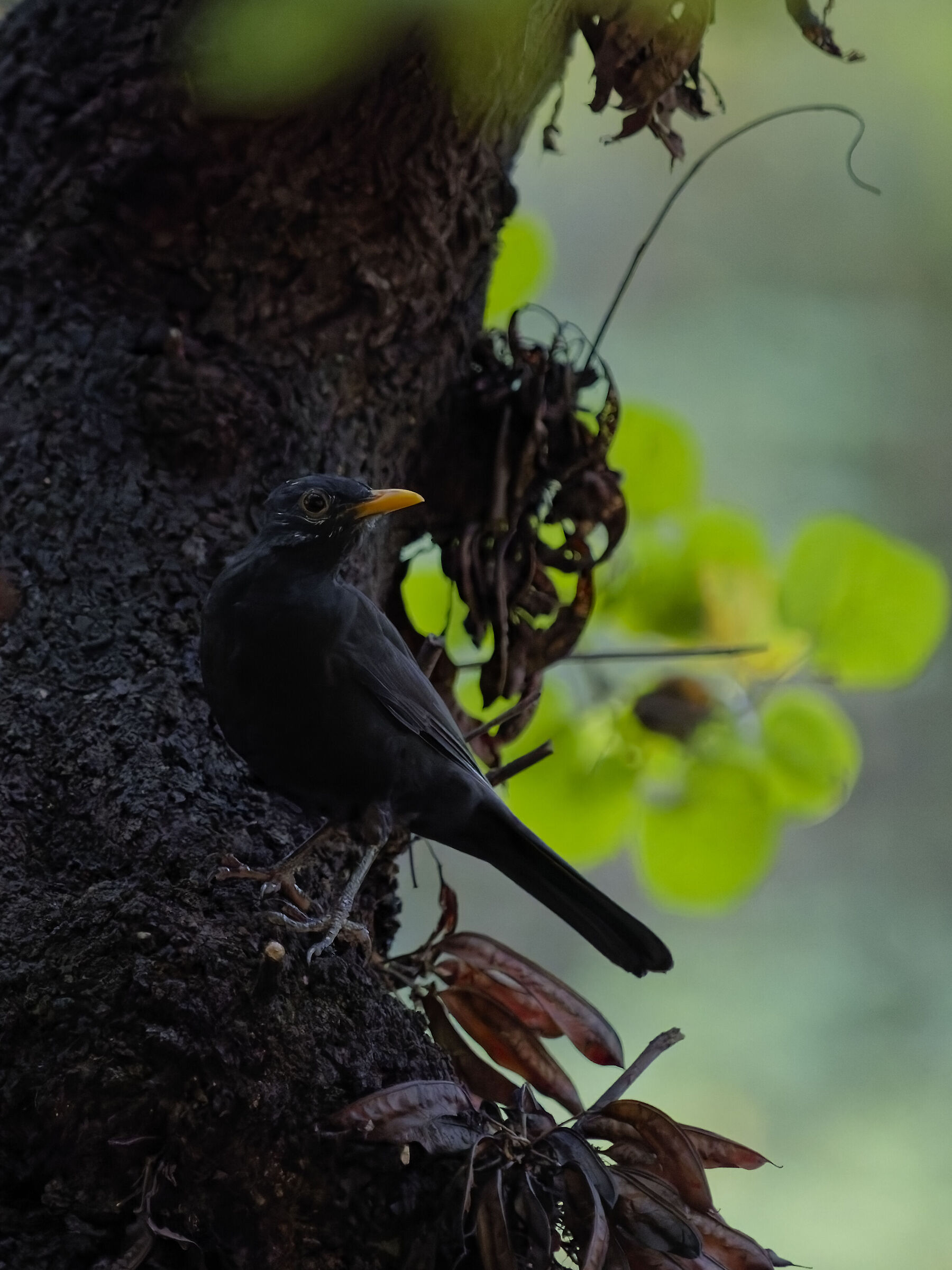 Blackbird (Turdus merula)