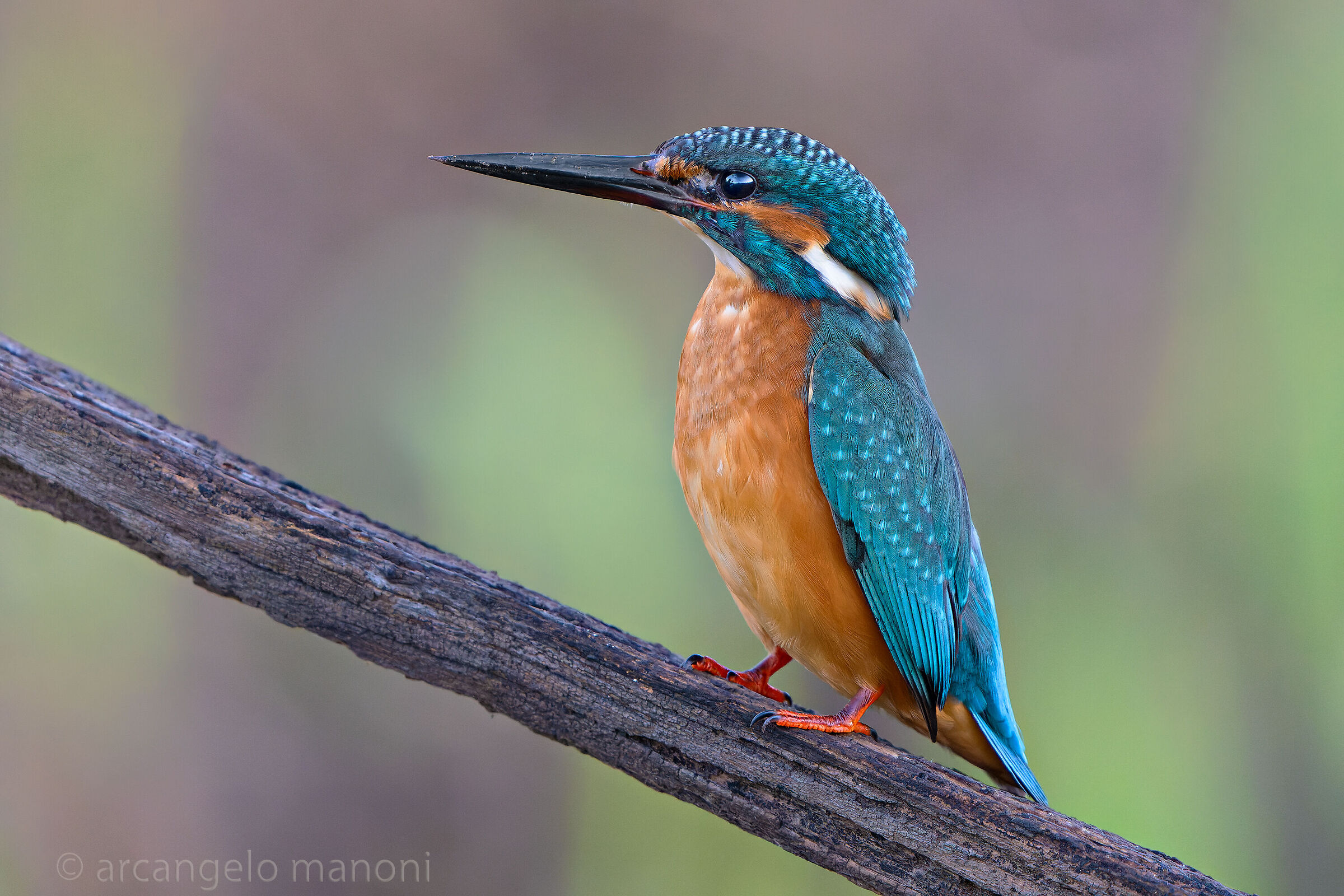 Il capo dei pescatori