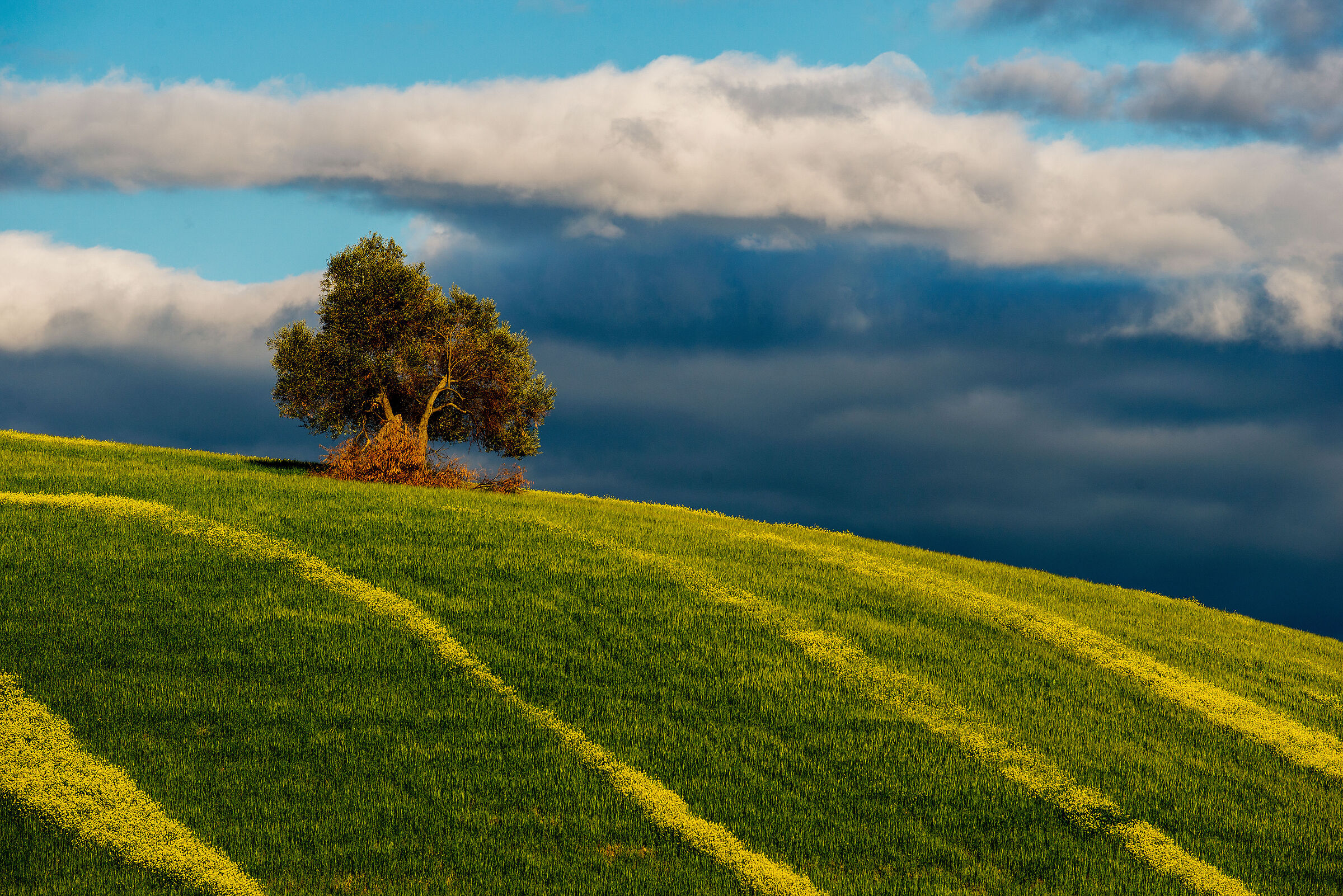 l'albero solitario...