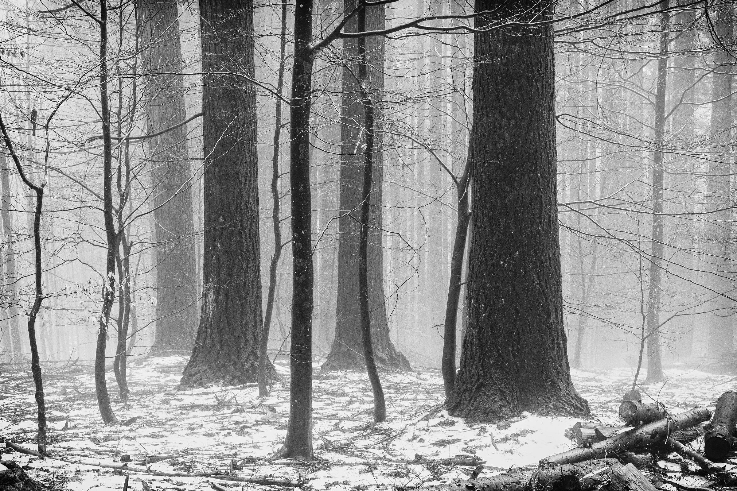 Trees in the forest