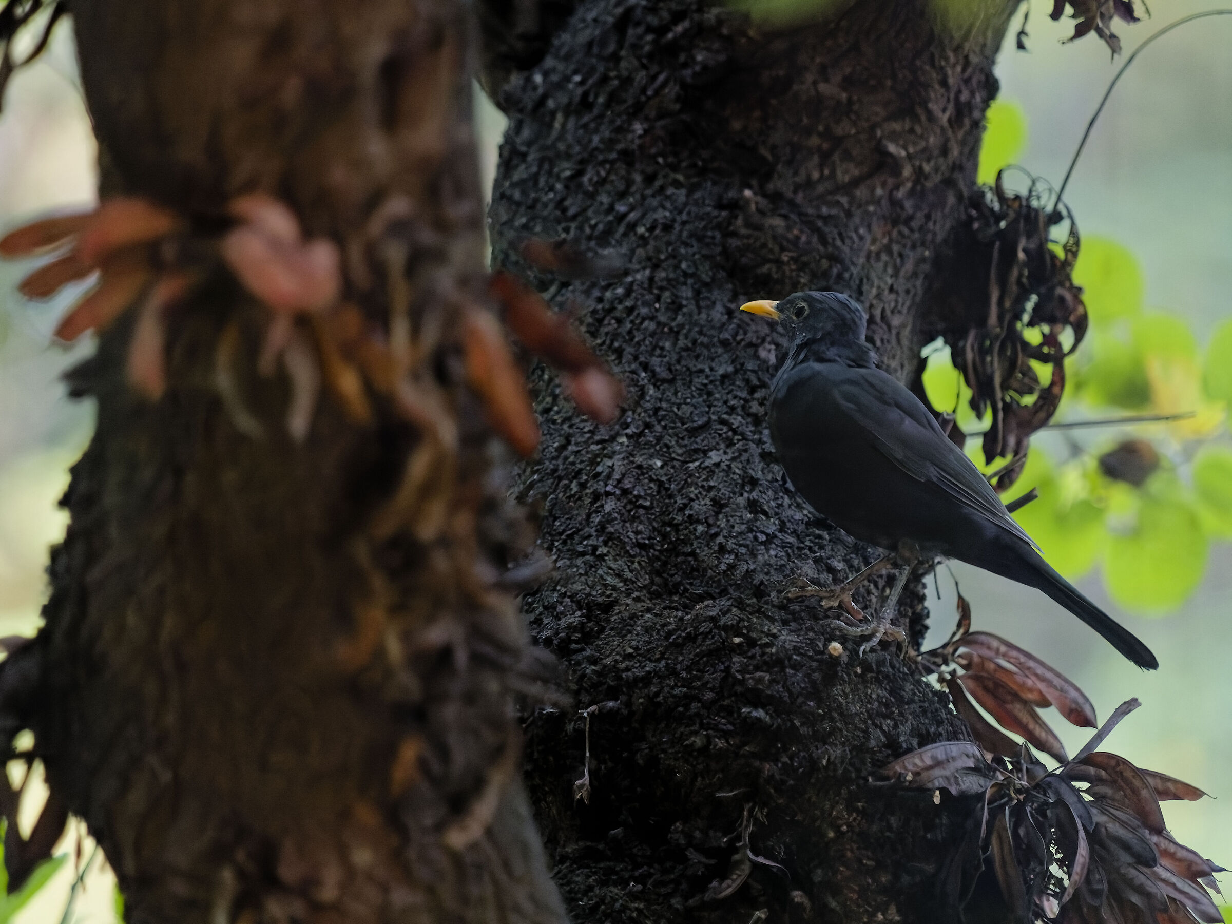 Blackbird (Turdus merula)