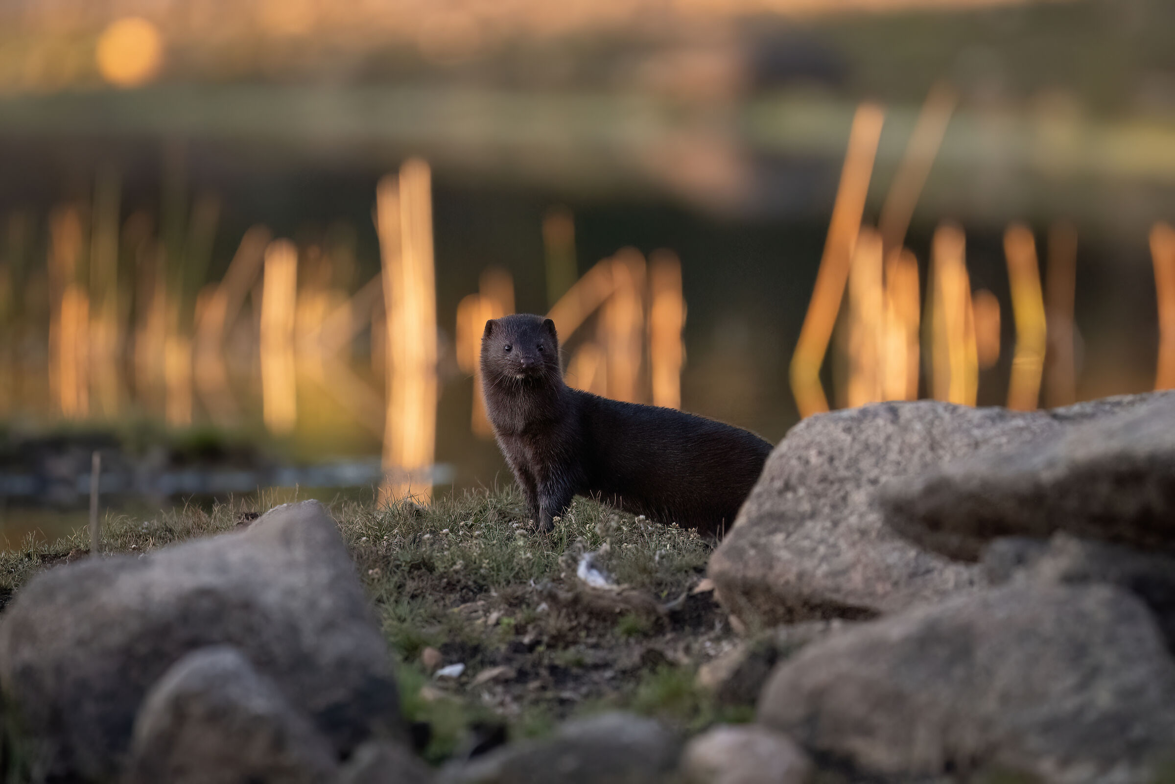 American Mink