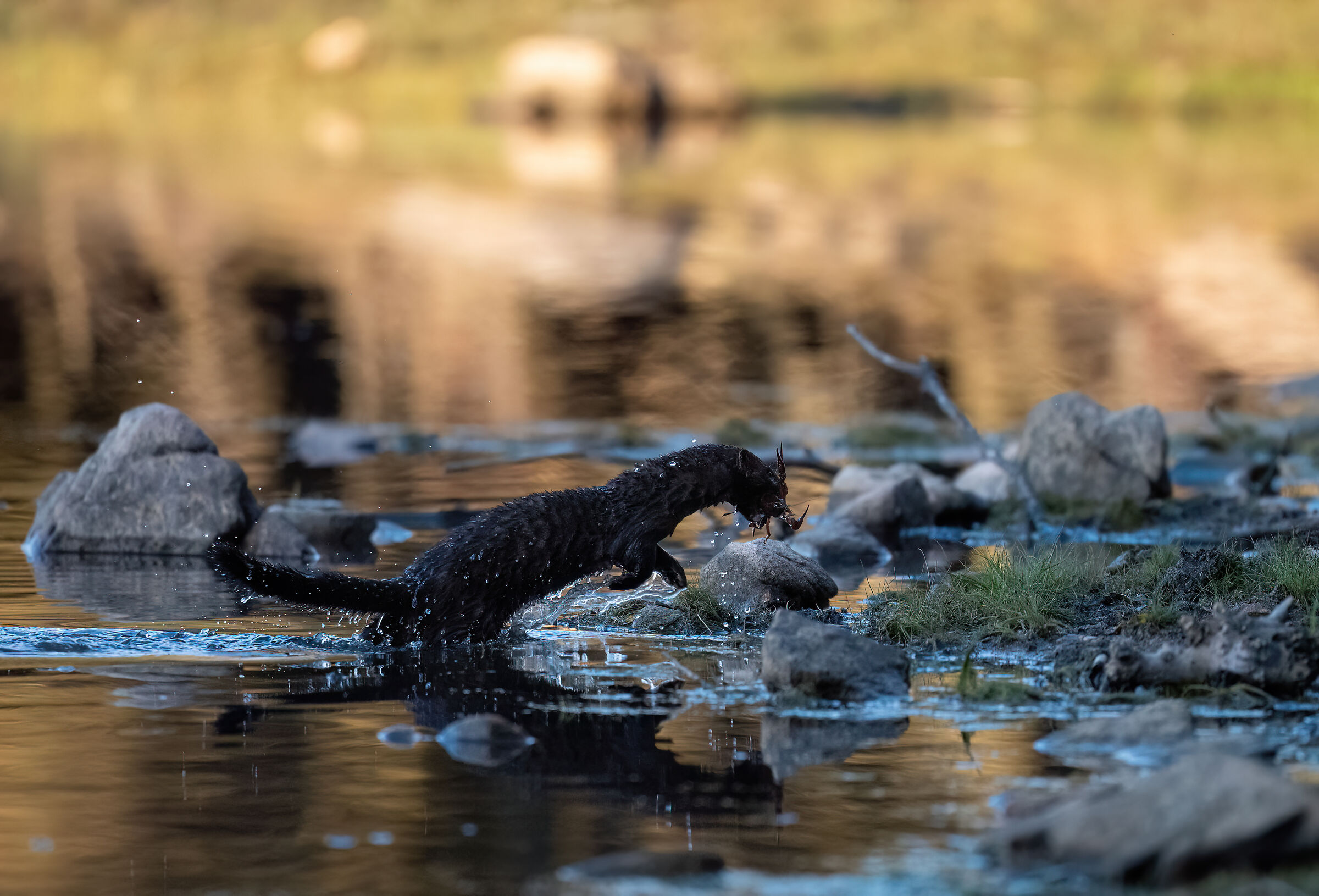 American Mink