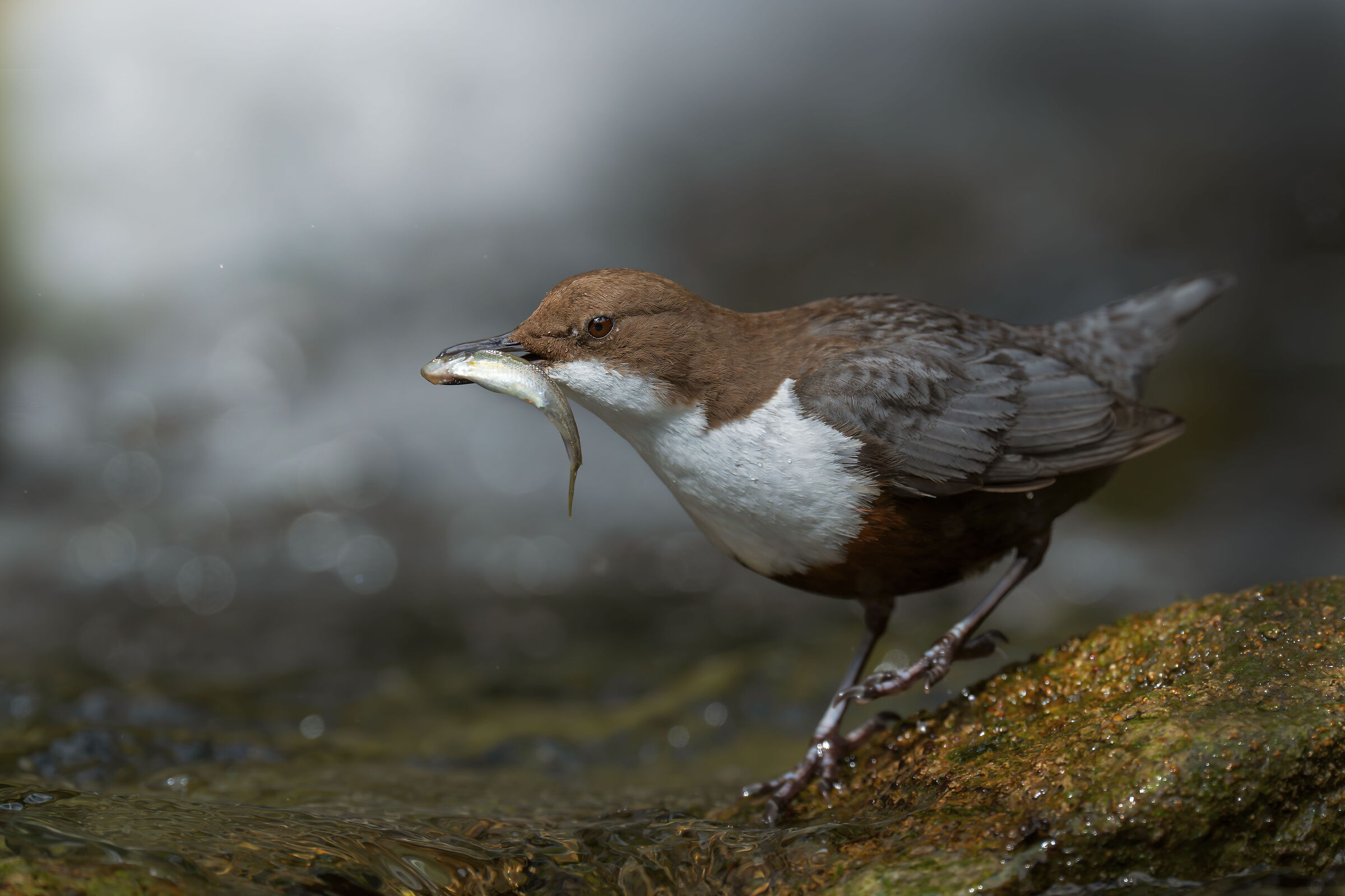 WHITE-THROATED DIPPER
