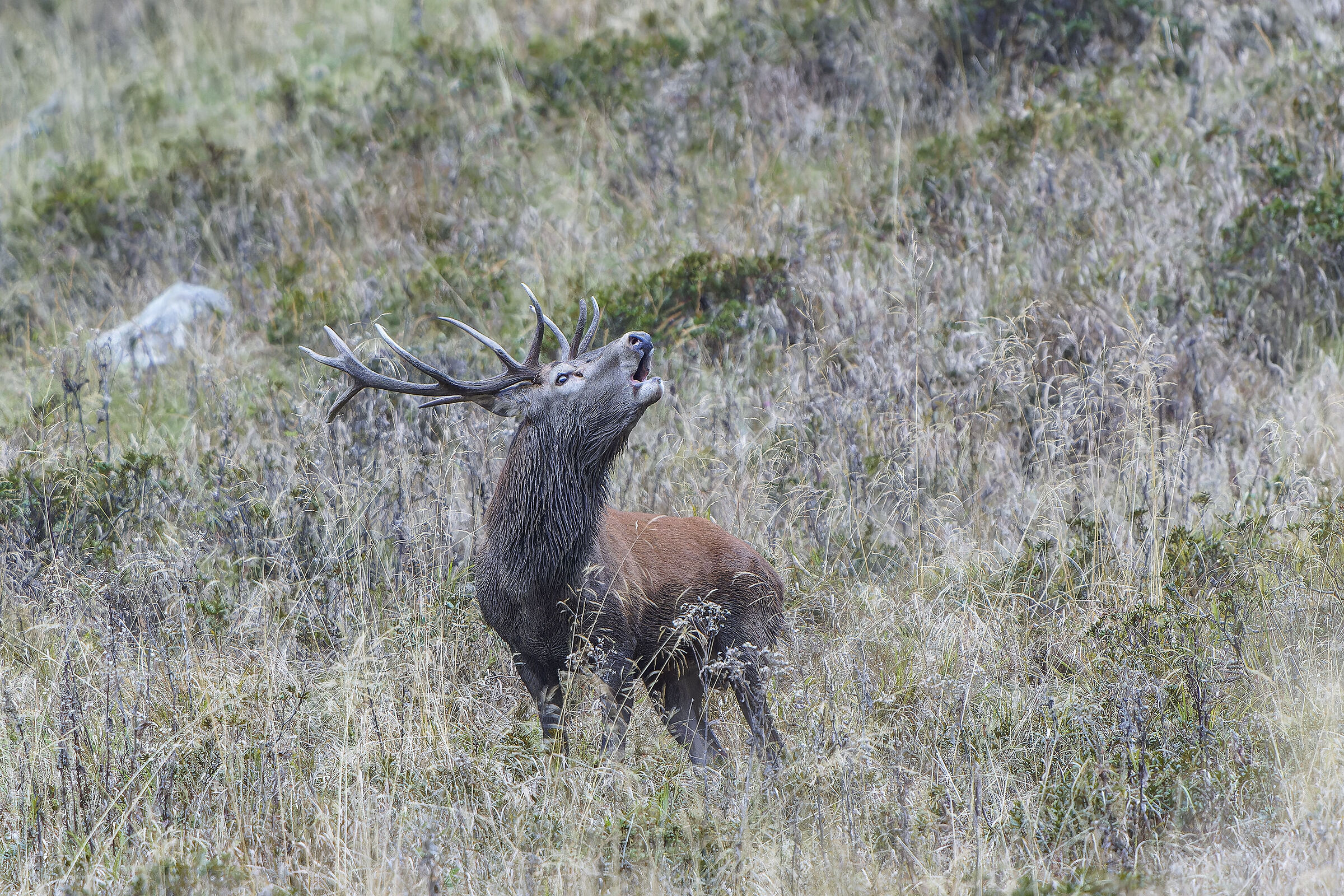 Roaring deer 2024
