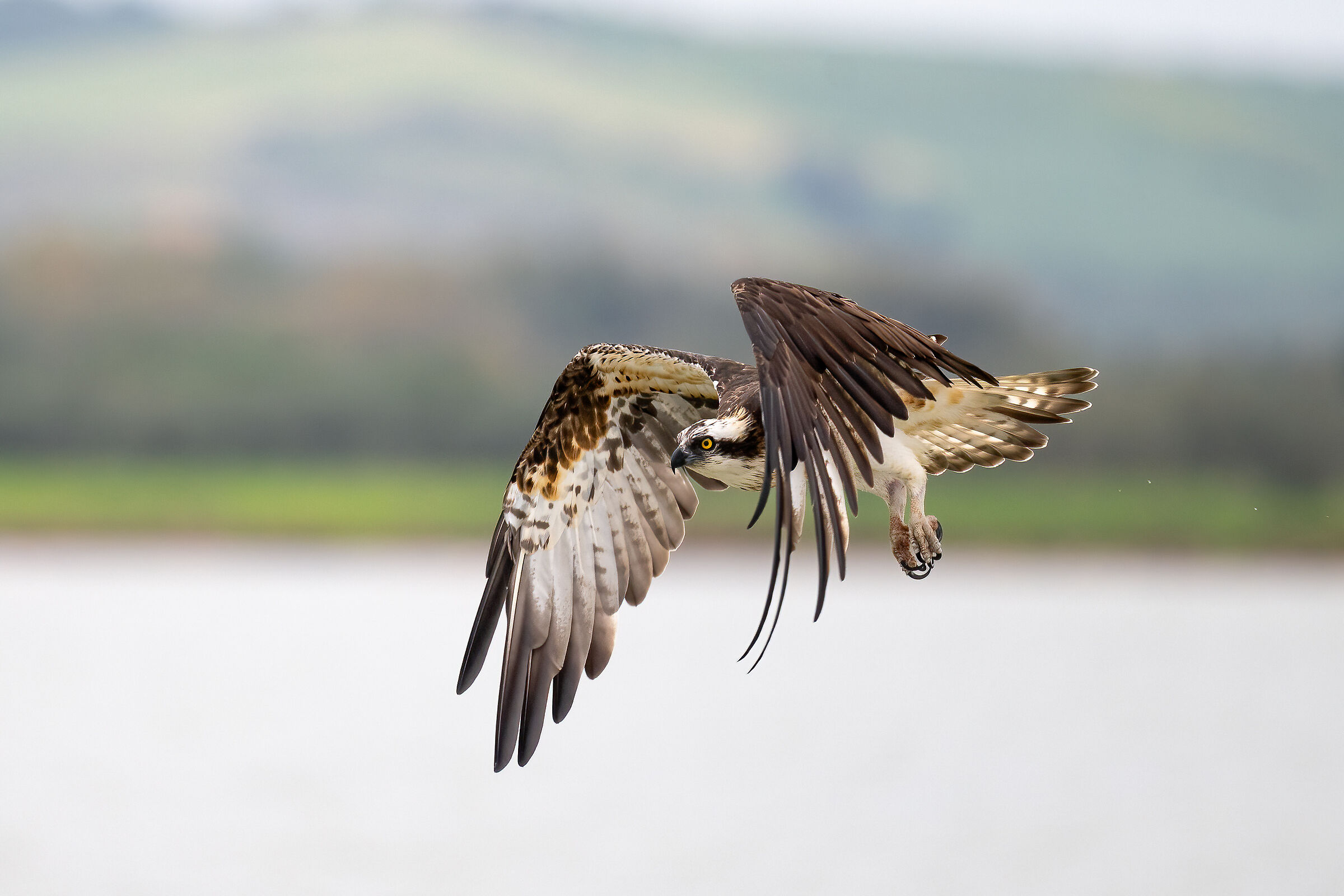 Osprey -Pandion haliaetus - Cabras - Sardinia
