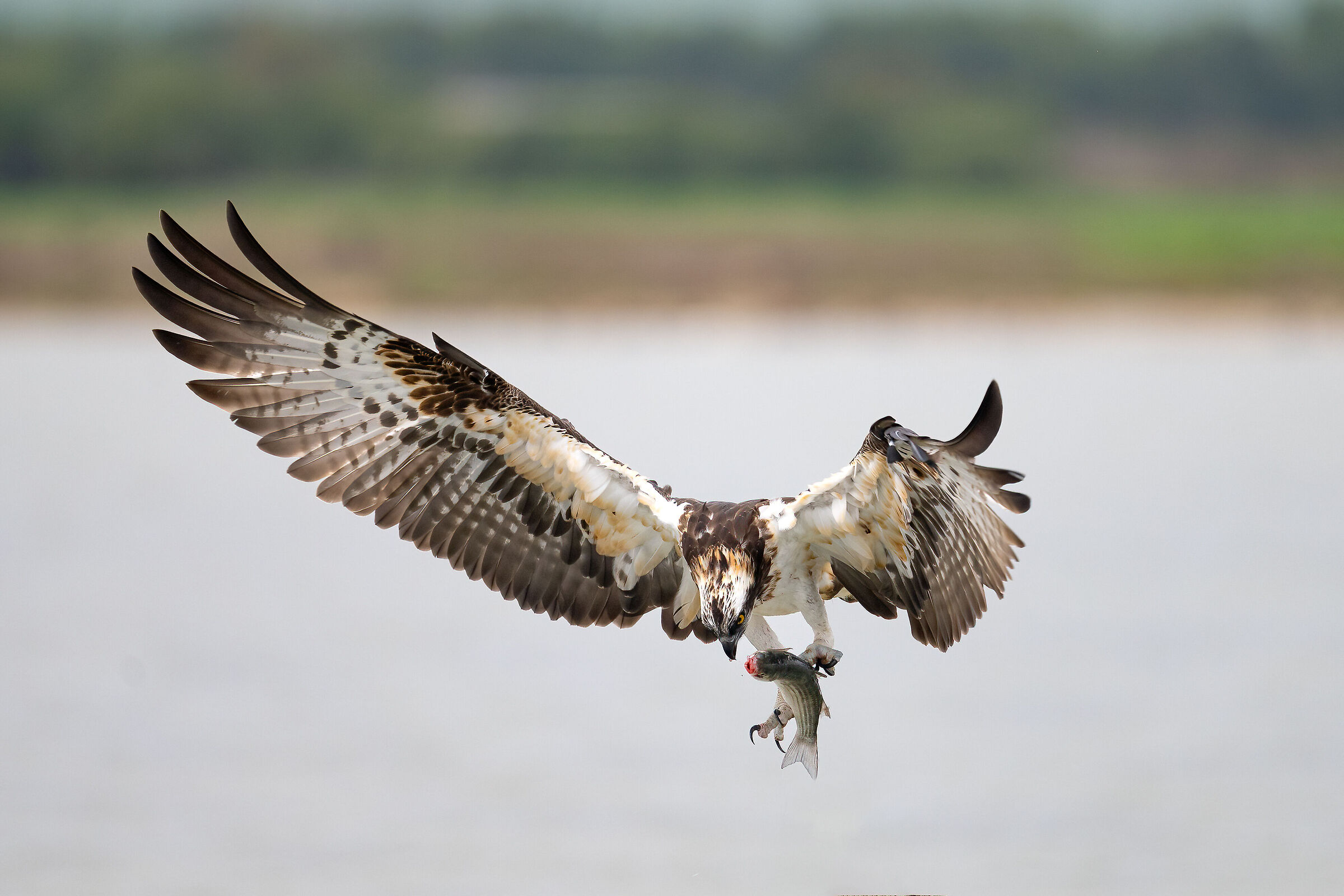 Osprey -Pandion haliaetus - Cabras - Sardinia