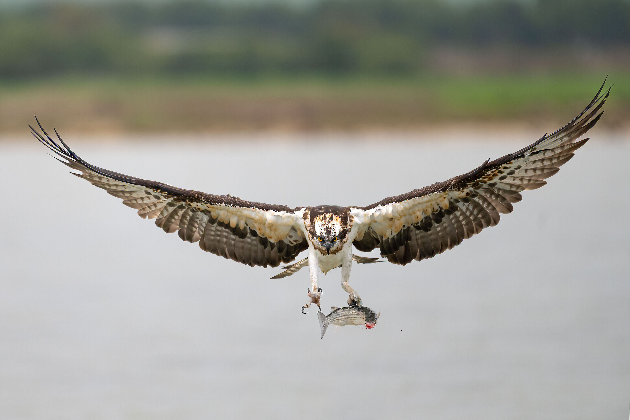 Osprey -Pandion haliaetus - Cabras - Sardinia
