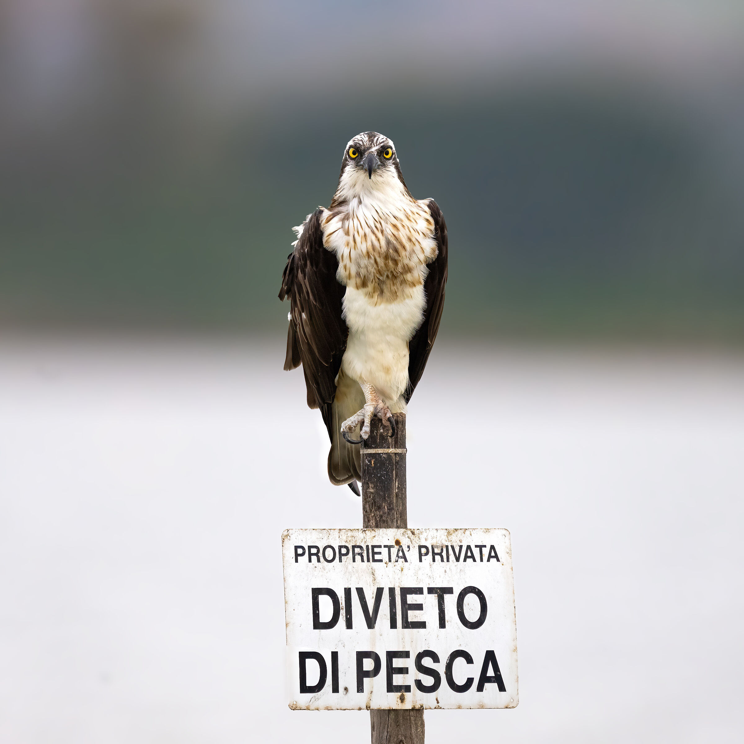 Osprey -Pandion haliaetus - Cabras - Sardinia