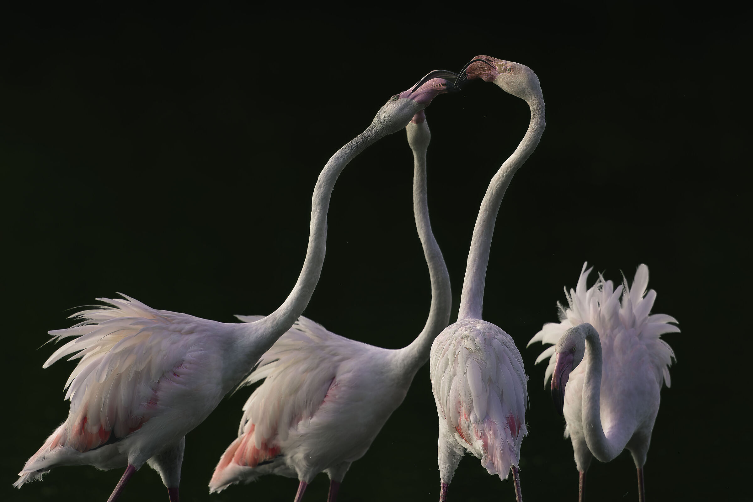 The beat... beak!