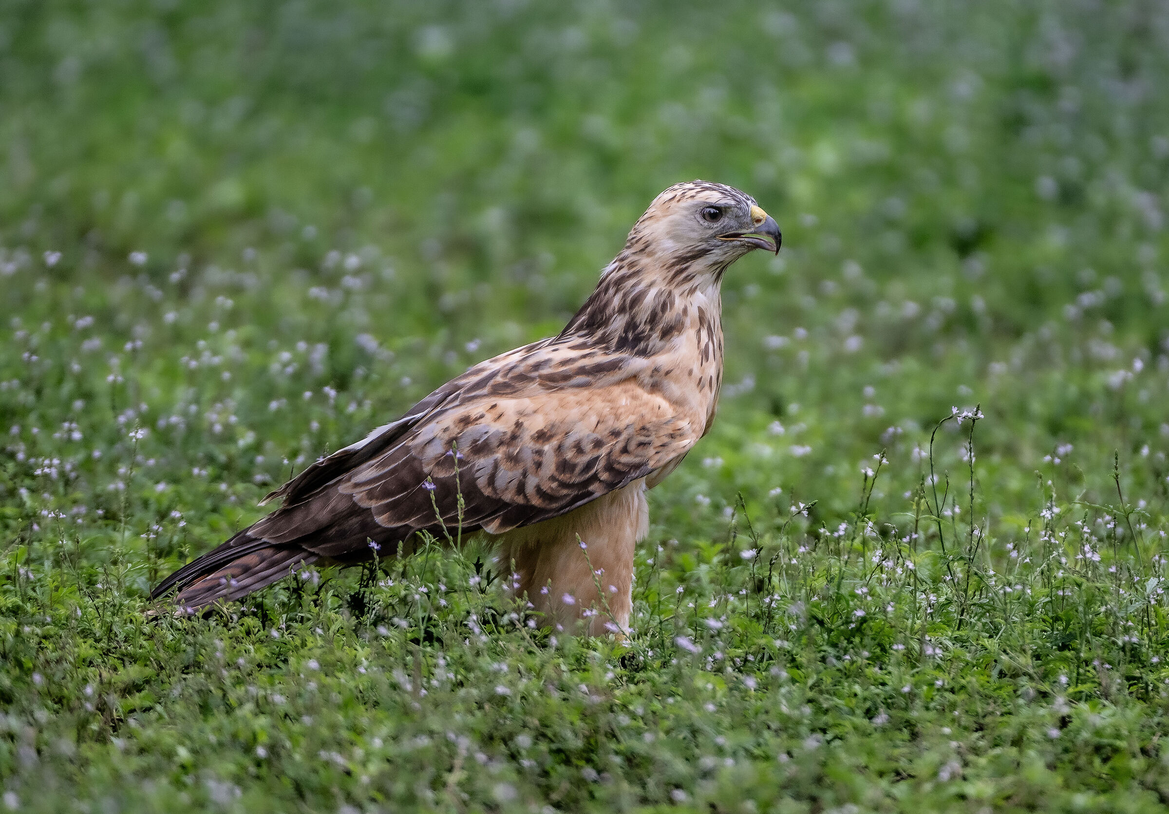 Poiana europea leucistica