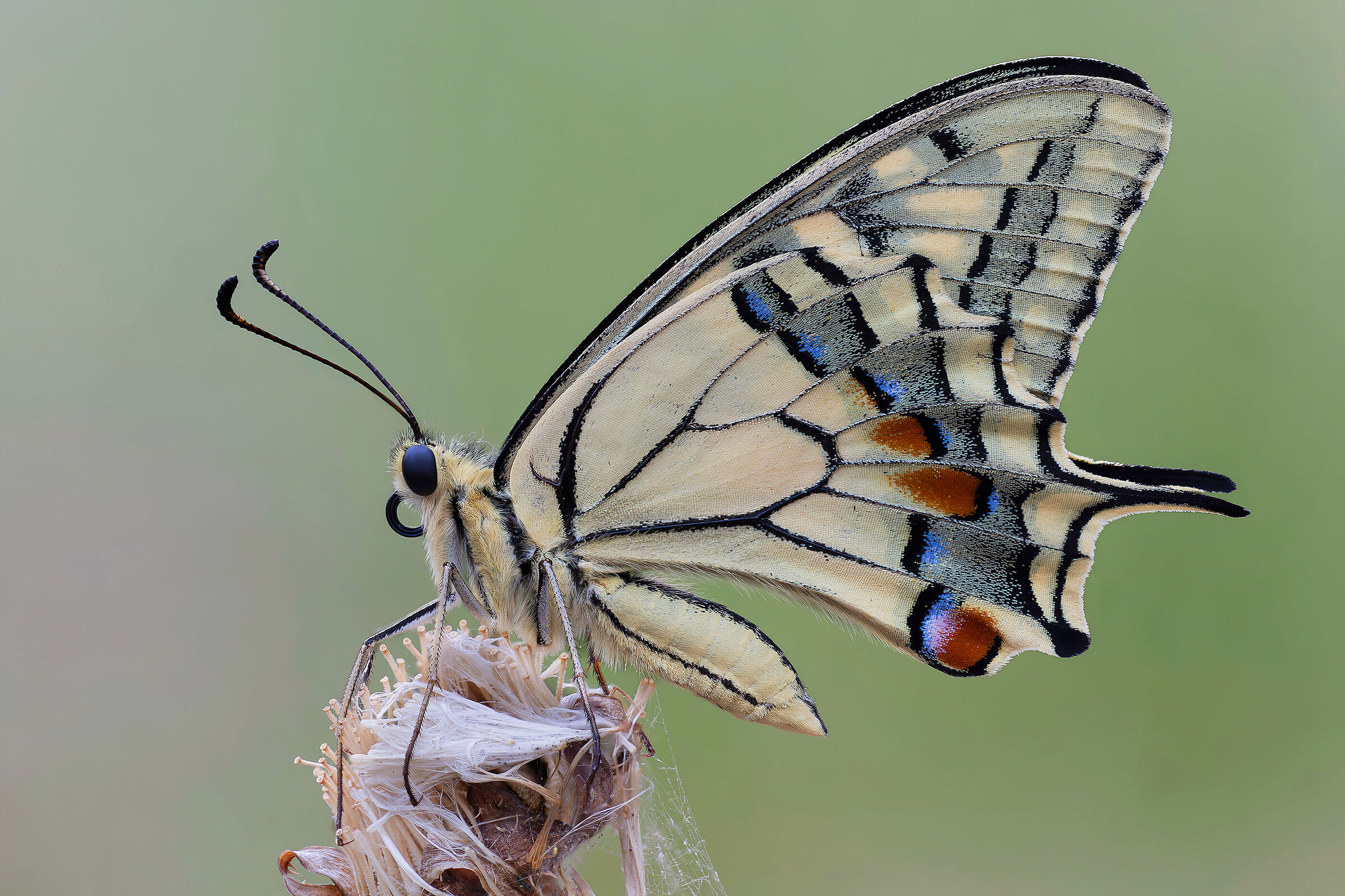 Papilio machaon