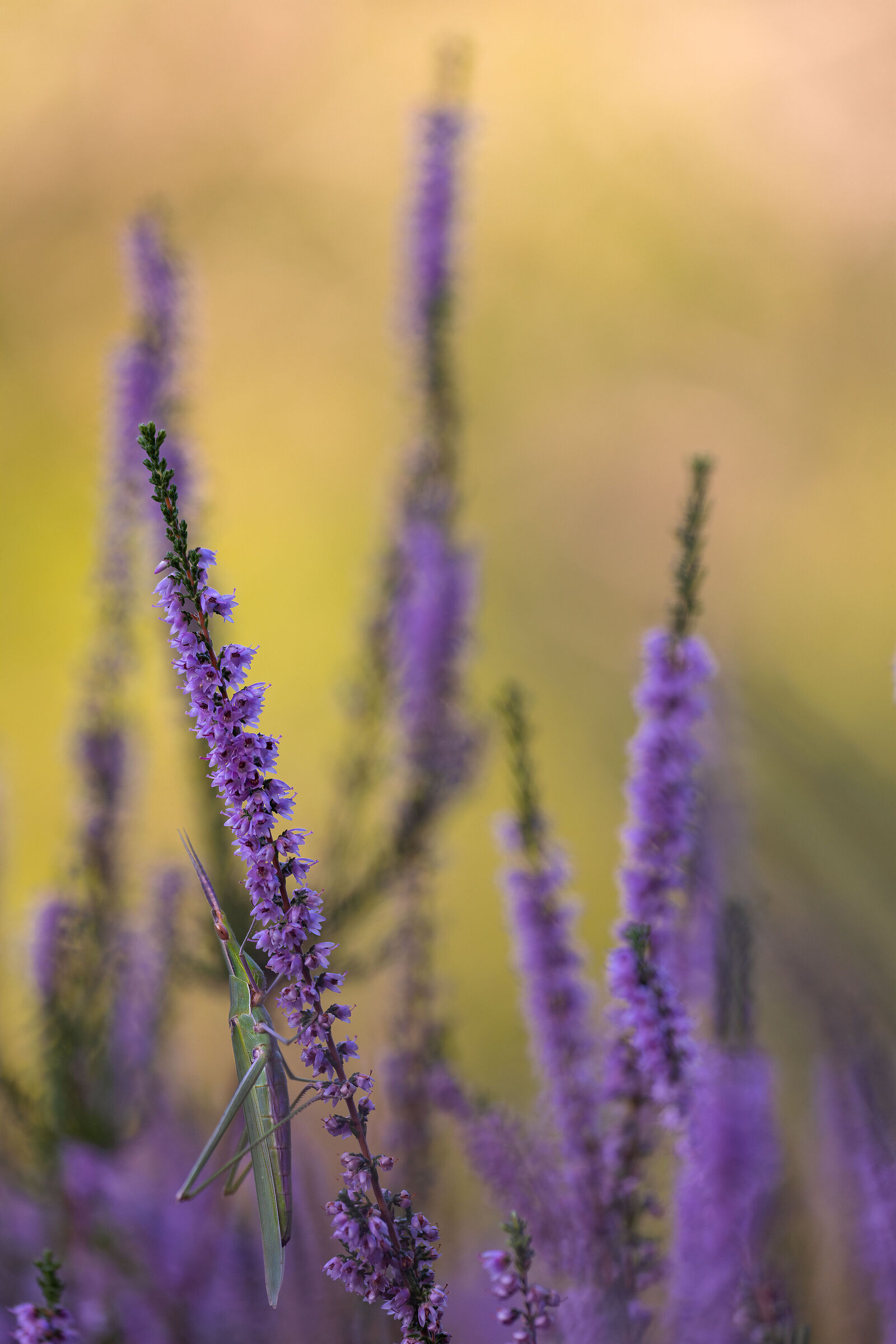 Hungarian acrida on heather bloom