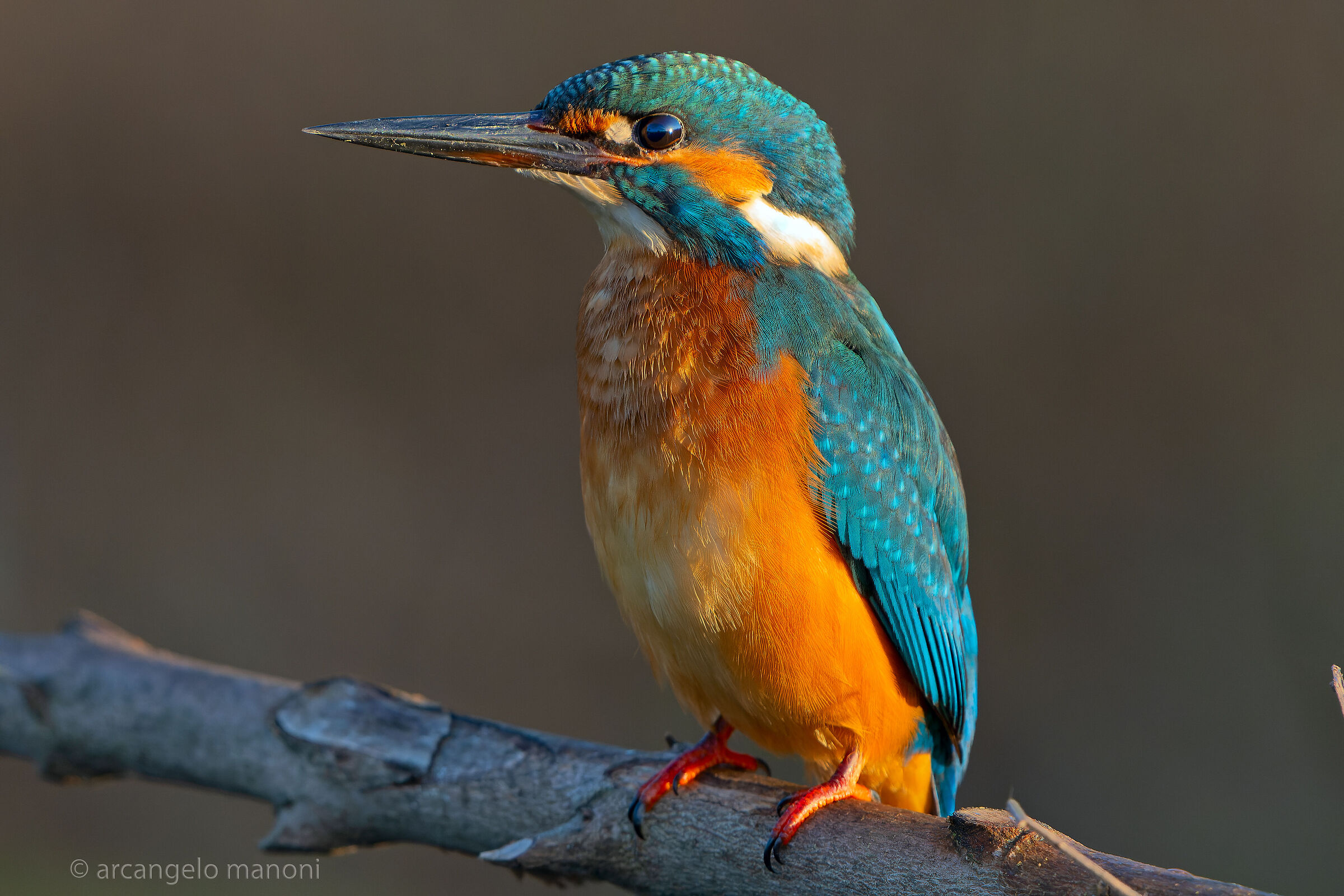 Luce di taglio per la martina