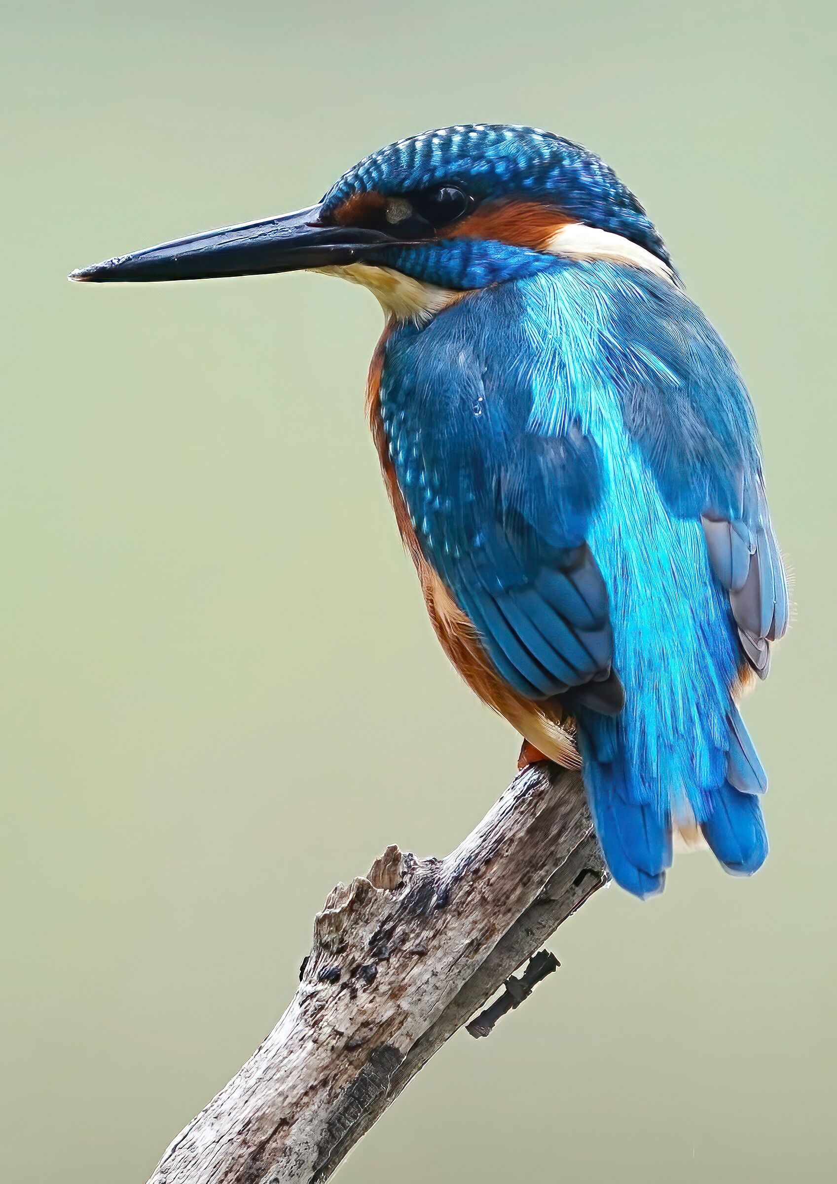 incontri ravvicinati-martin