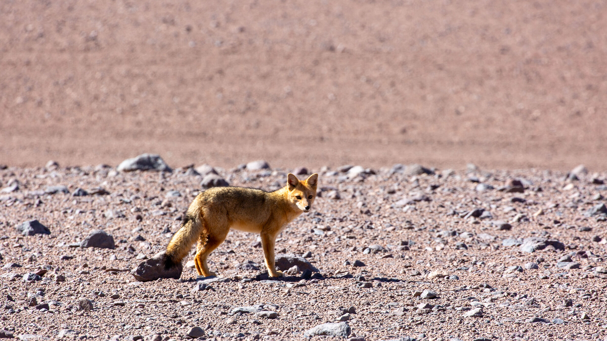 La volpe del deserto