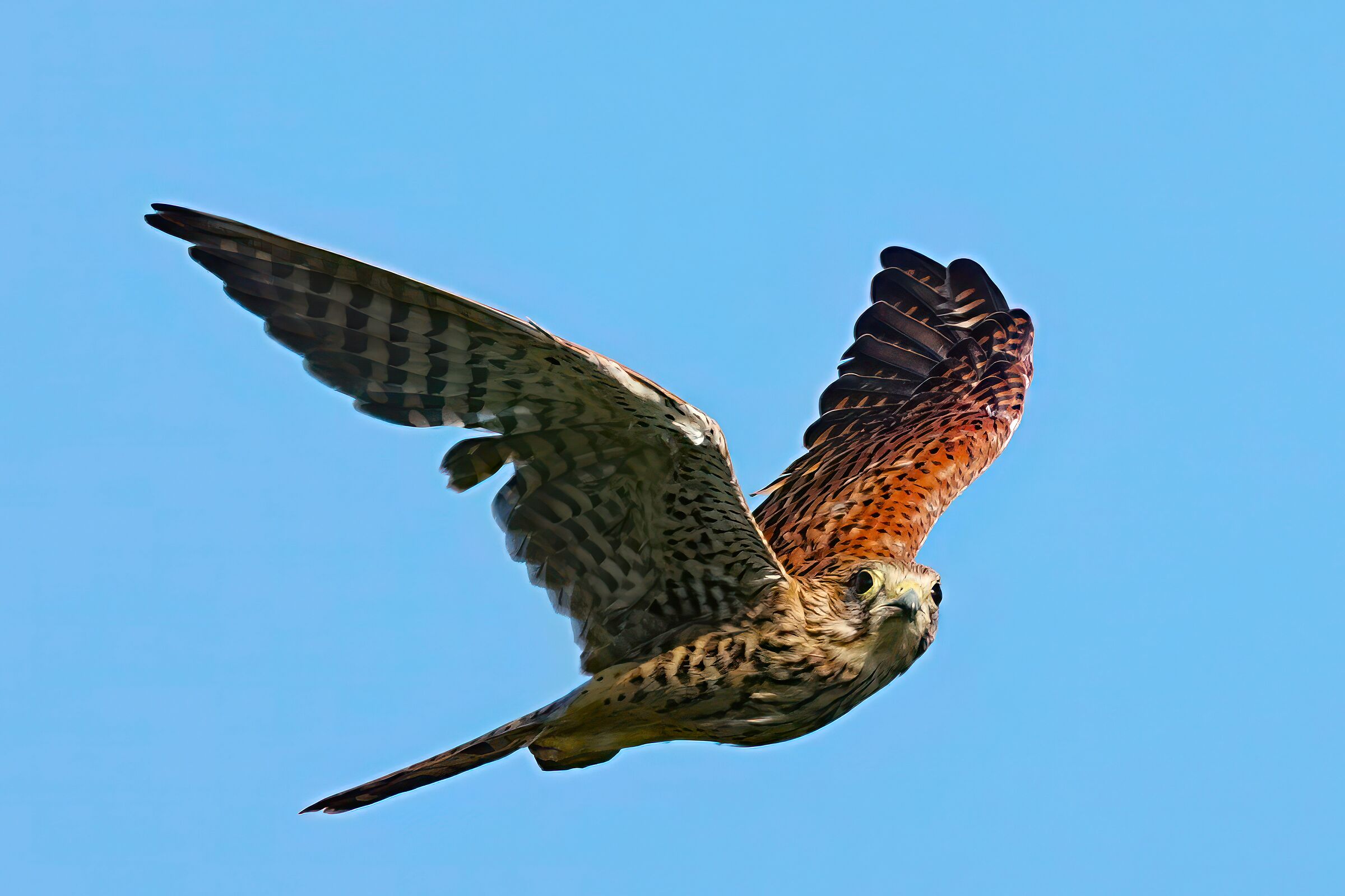 incontri ravvicinati-gheppio