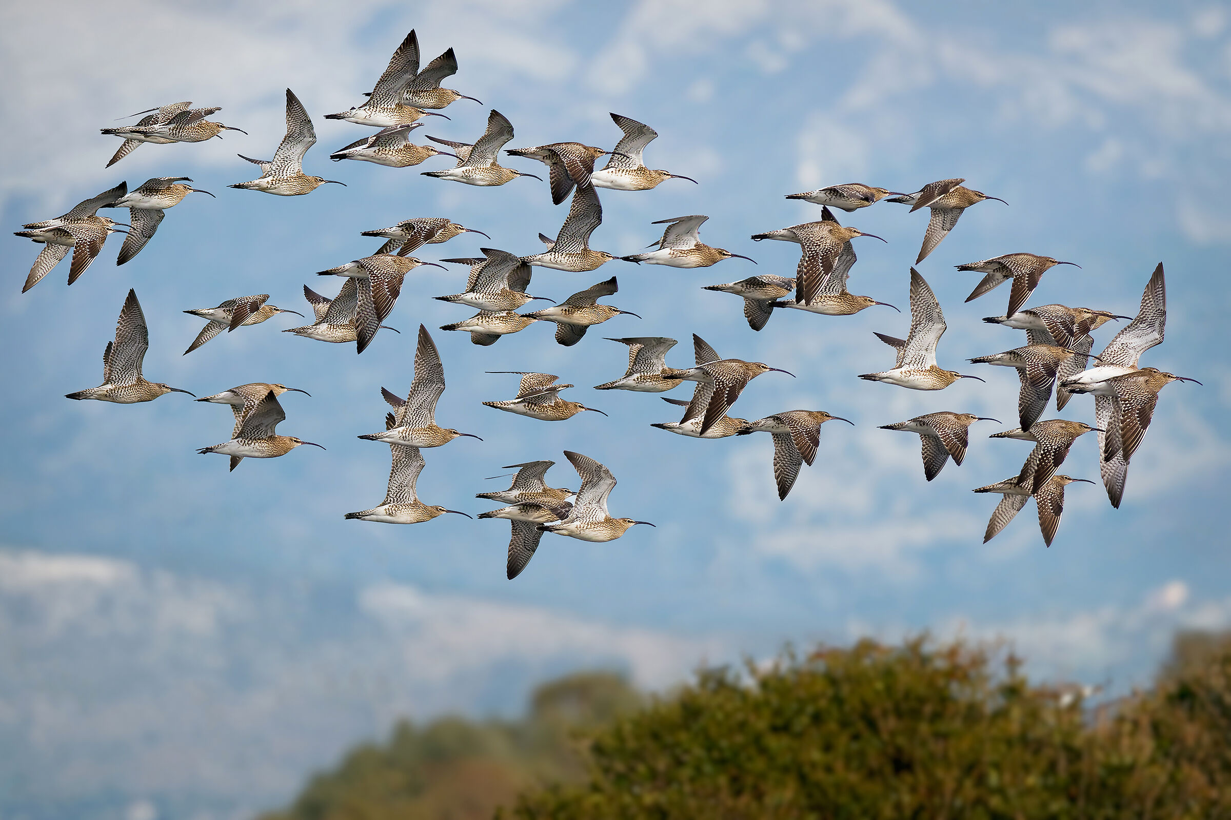 Chiurlo piccolo - Migrazione primaverile