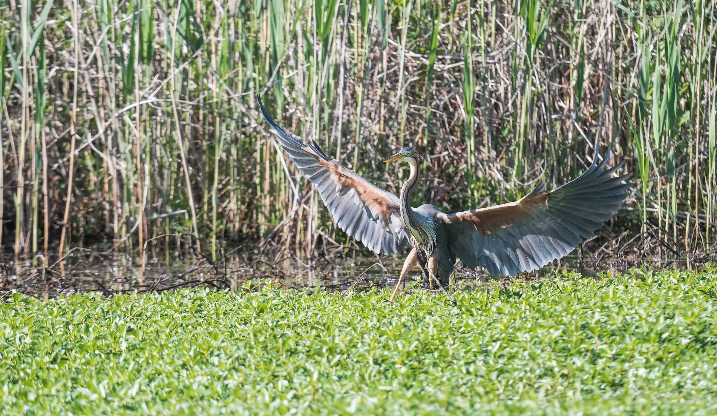 purple heron