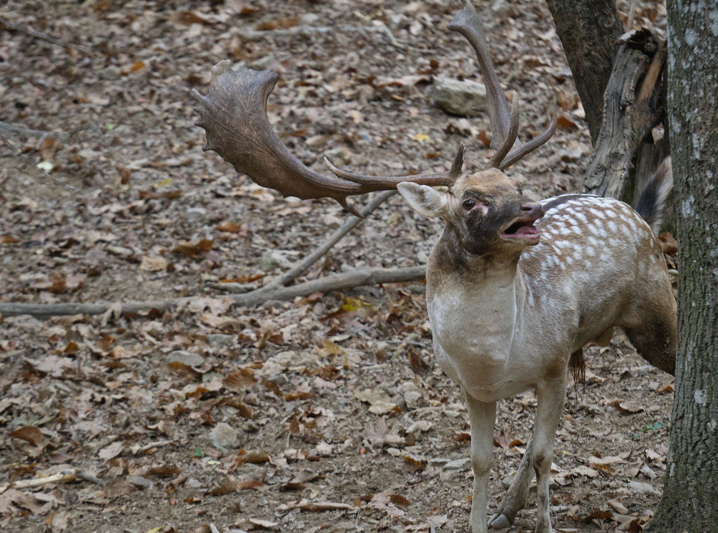 Male fallow deer Palancone