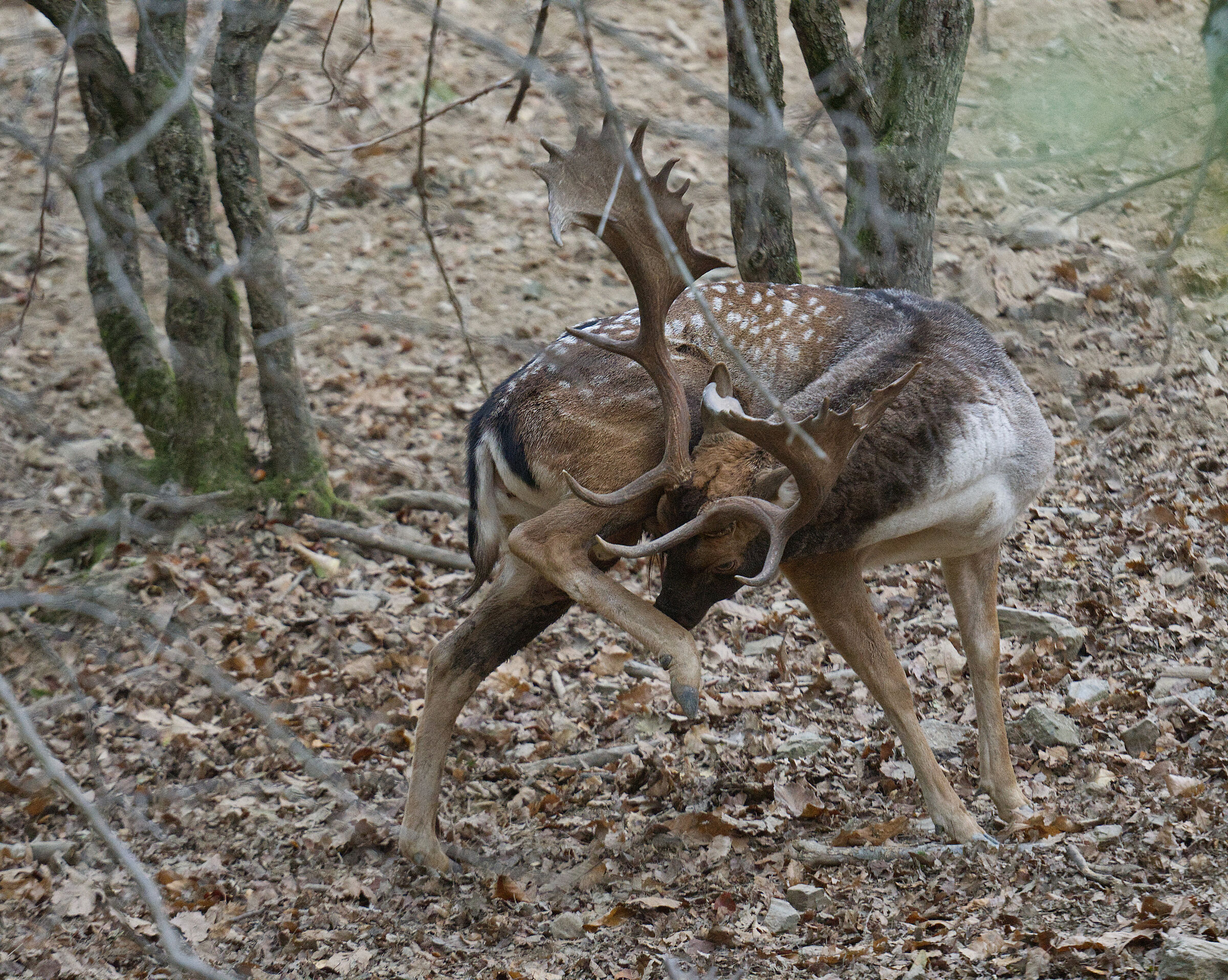 Male fallow deer Palancone
