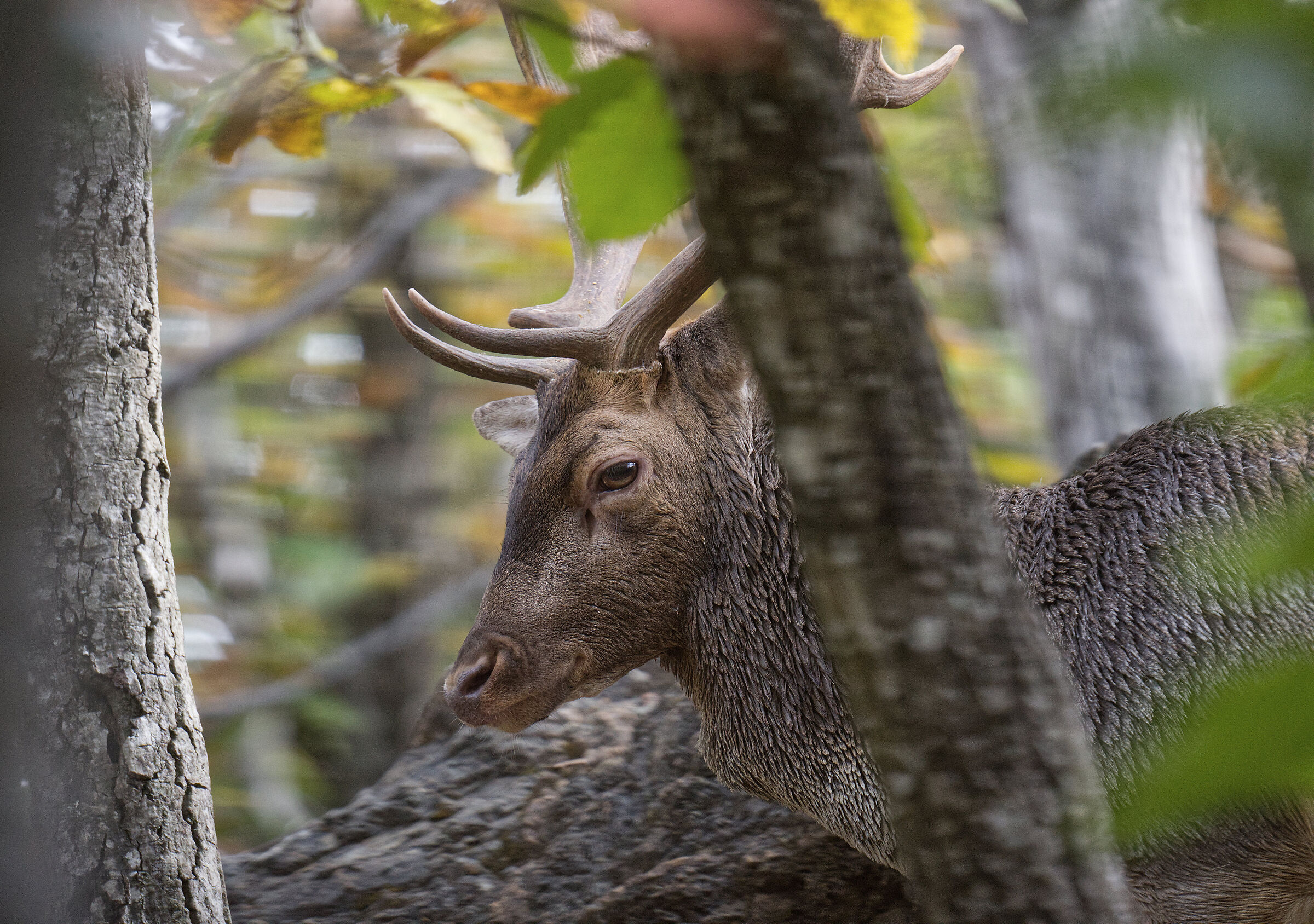 Male fallow deer Palancone