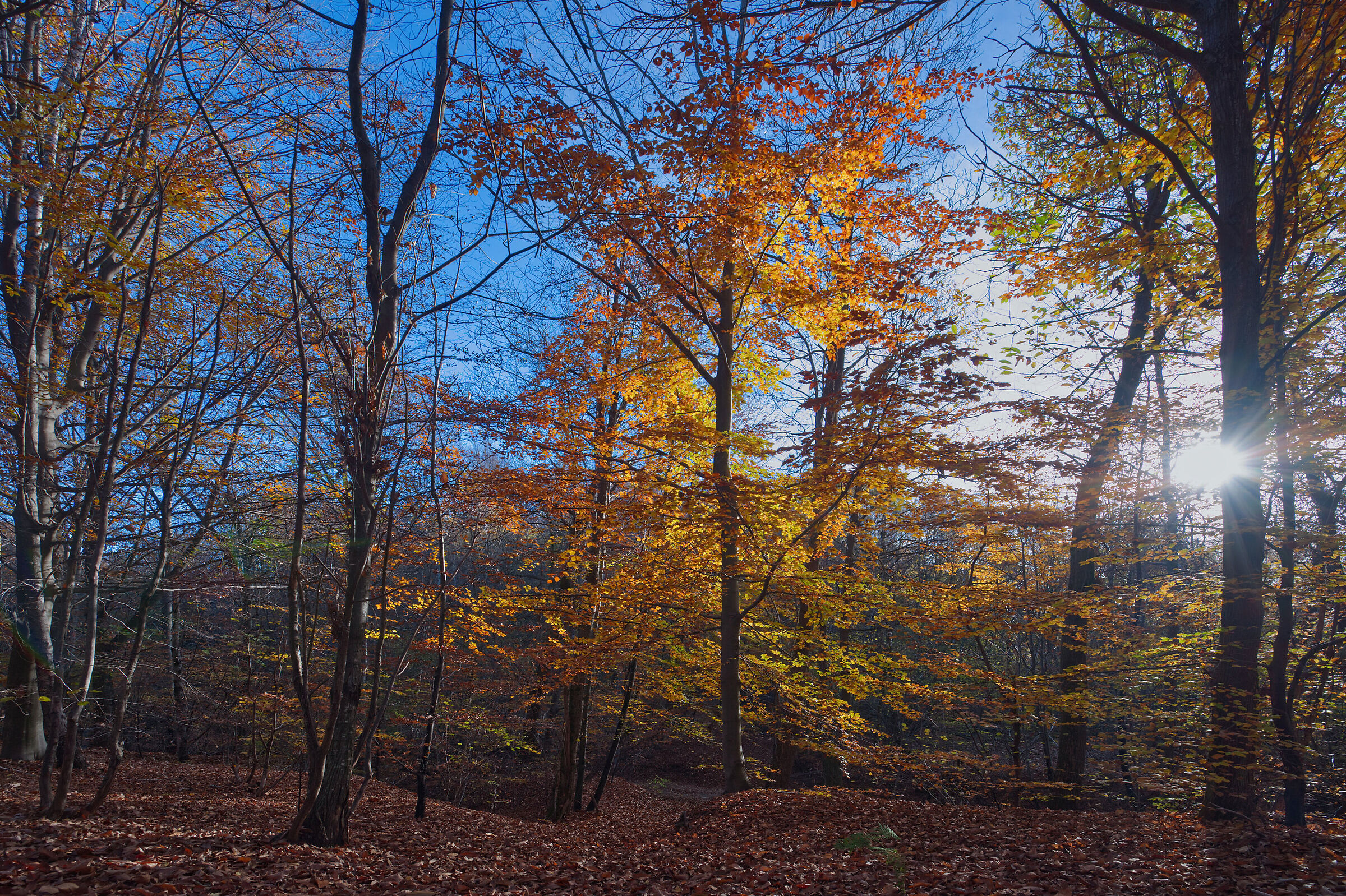A dip in the woods - November 2022