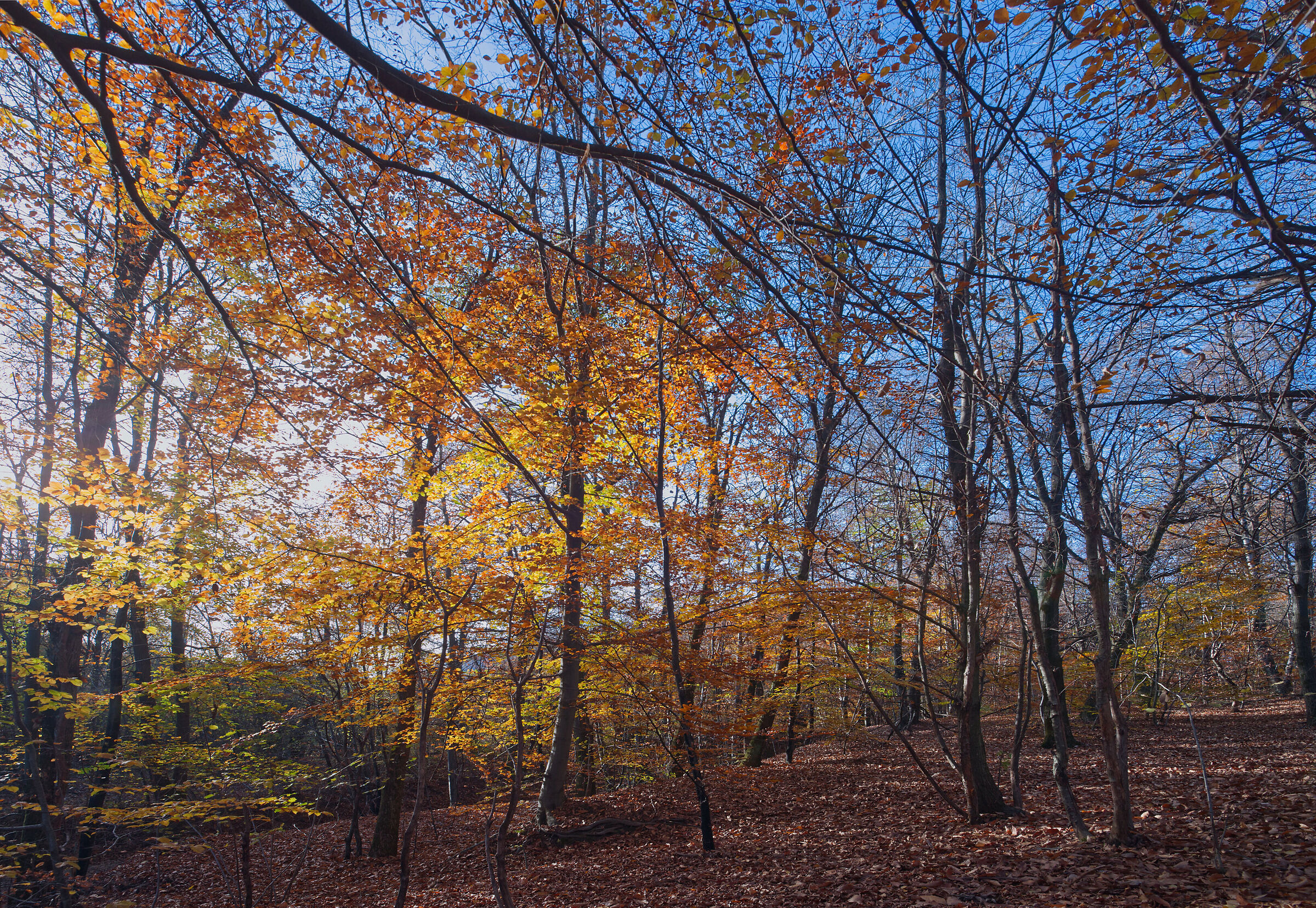 A dip in the woods - November 2022