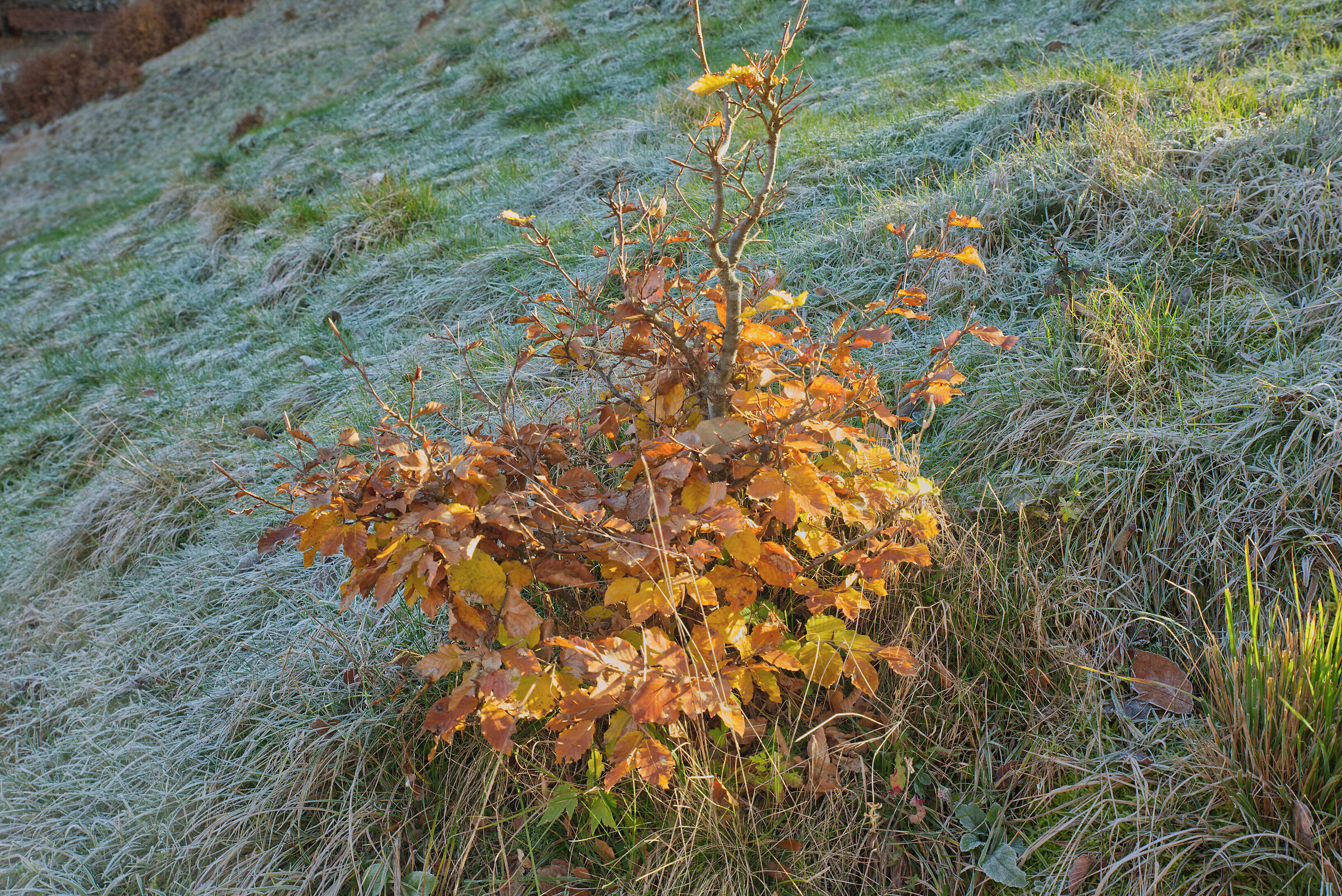 A dip in the woods - November 2022