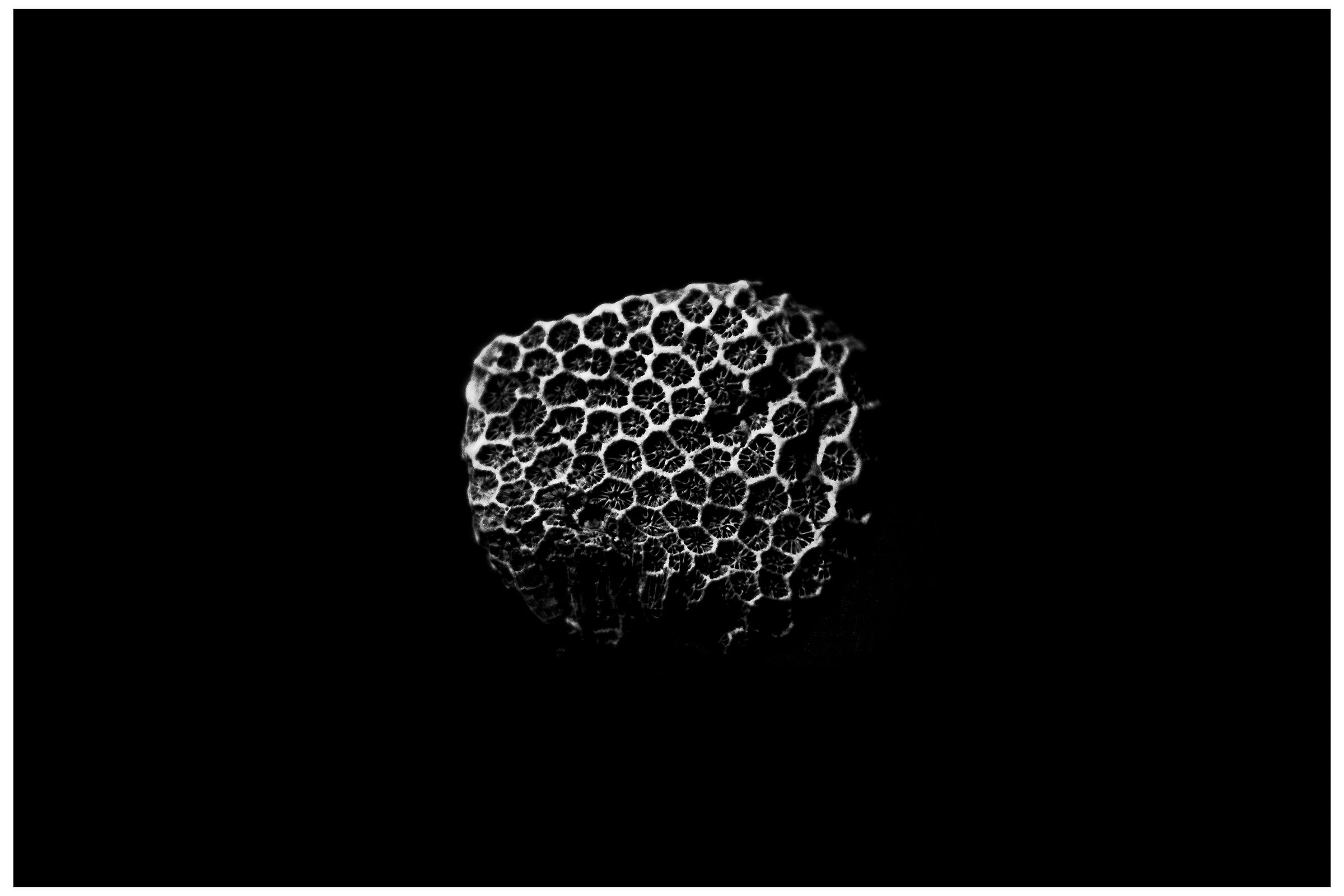 Fossil