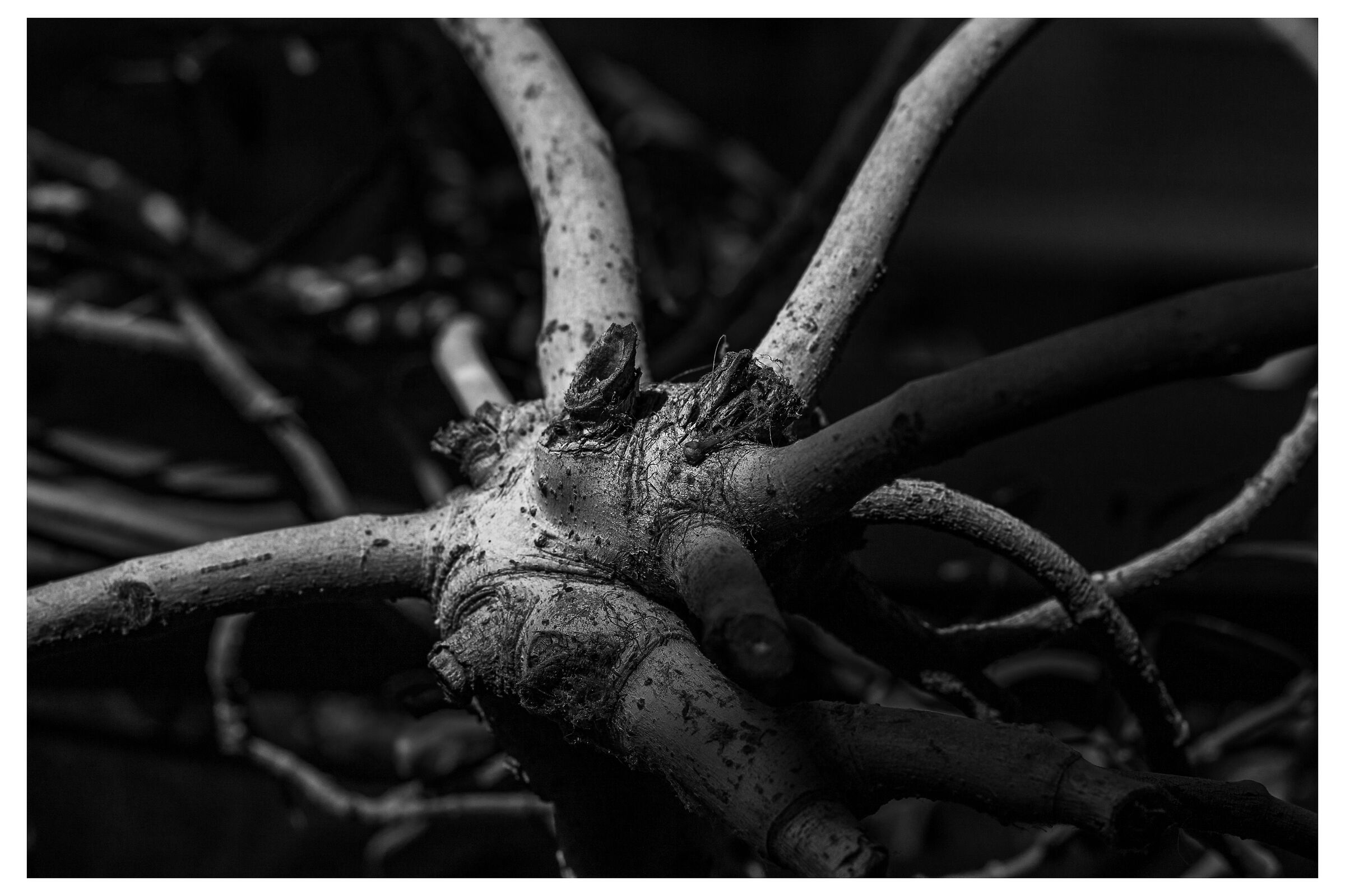 Roots