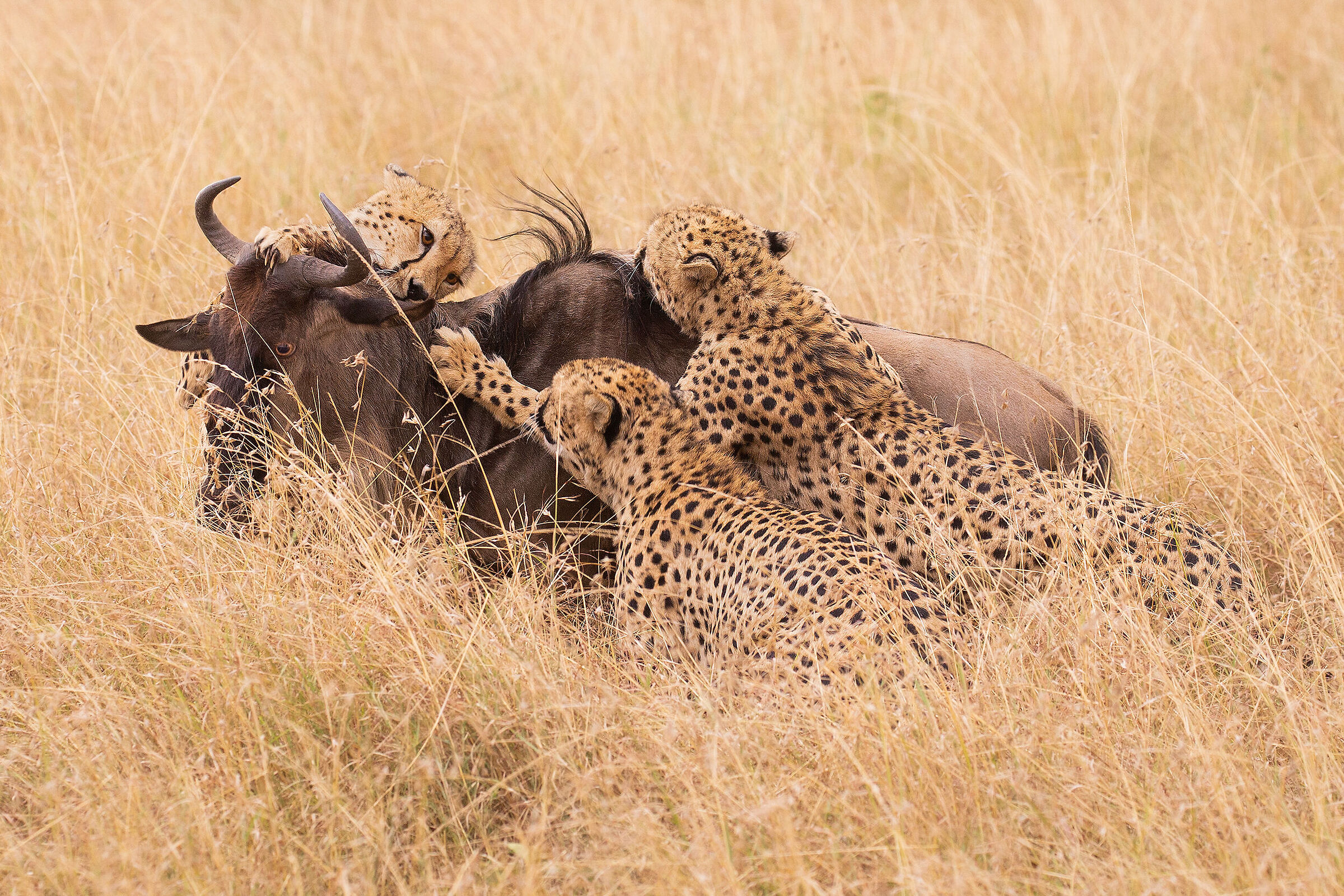 gli occhi della vita e quelli della morte