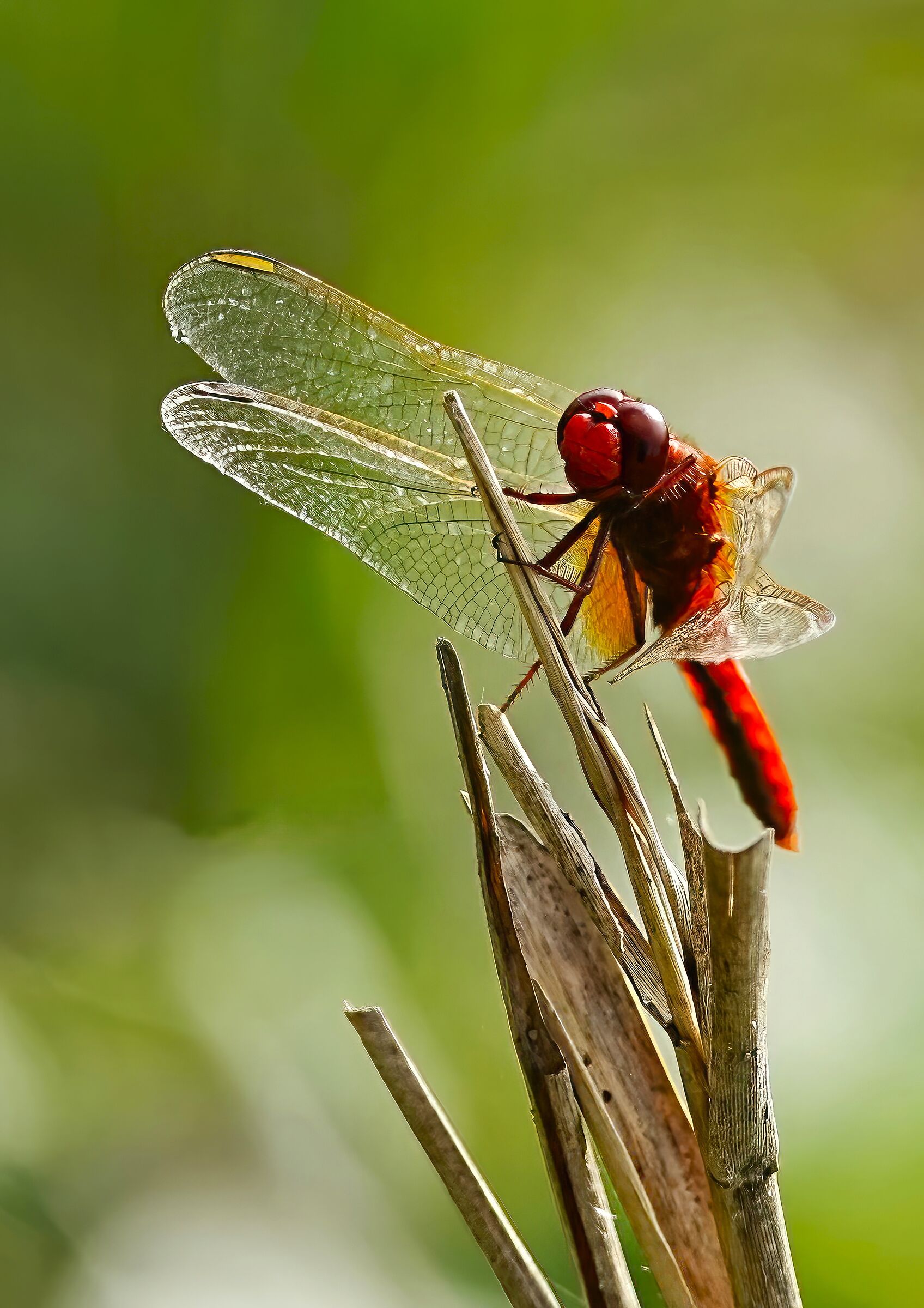 incontri ravvicinati-libellula