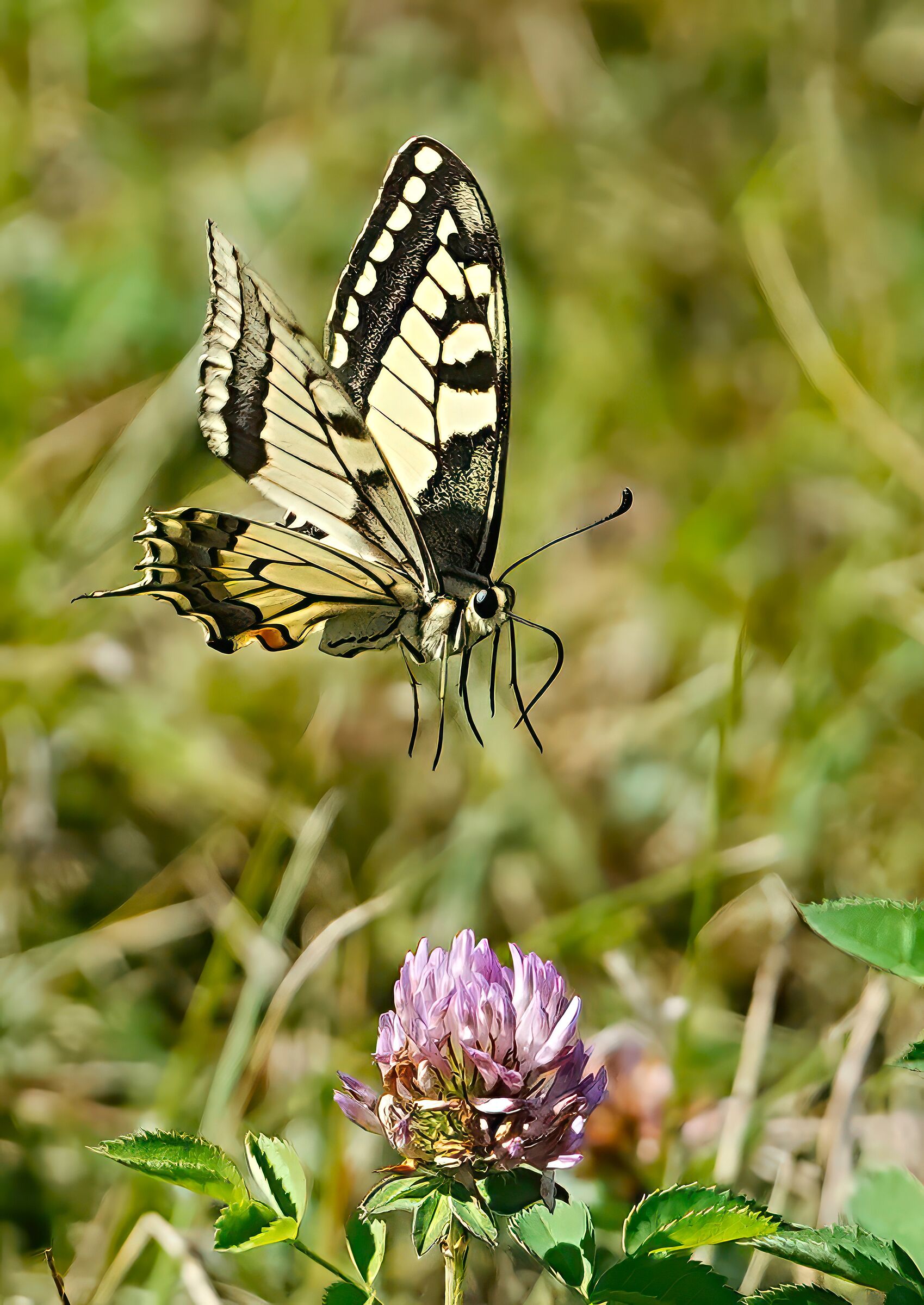 incontri ravvicinati