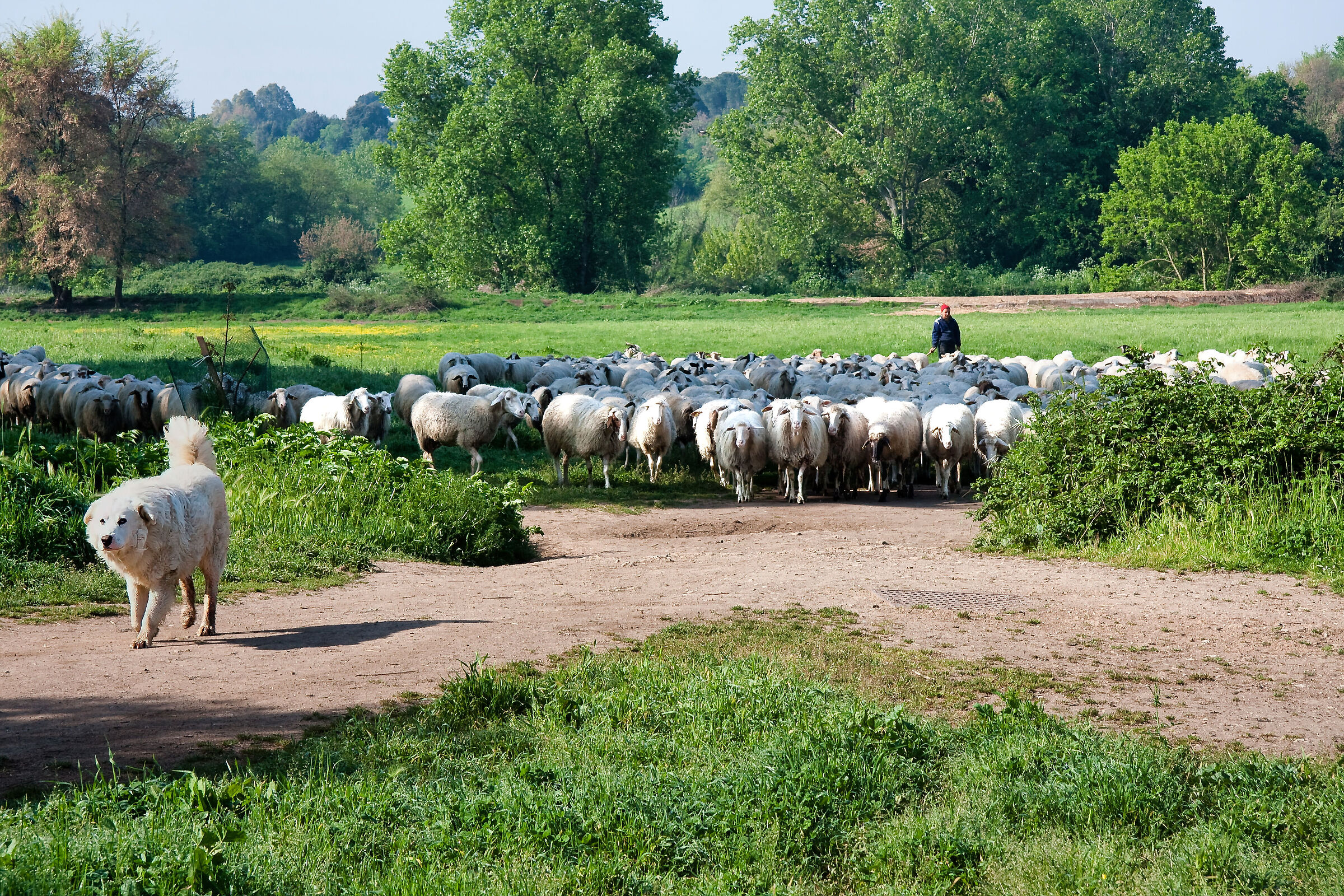 ... Do not approach the flock grr....