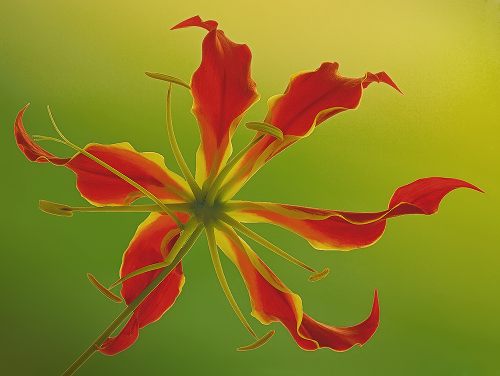 Gloriosa superba di nome e di fatto