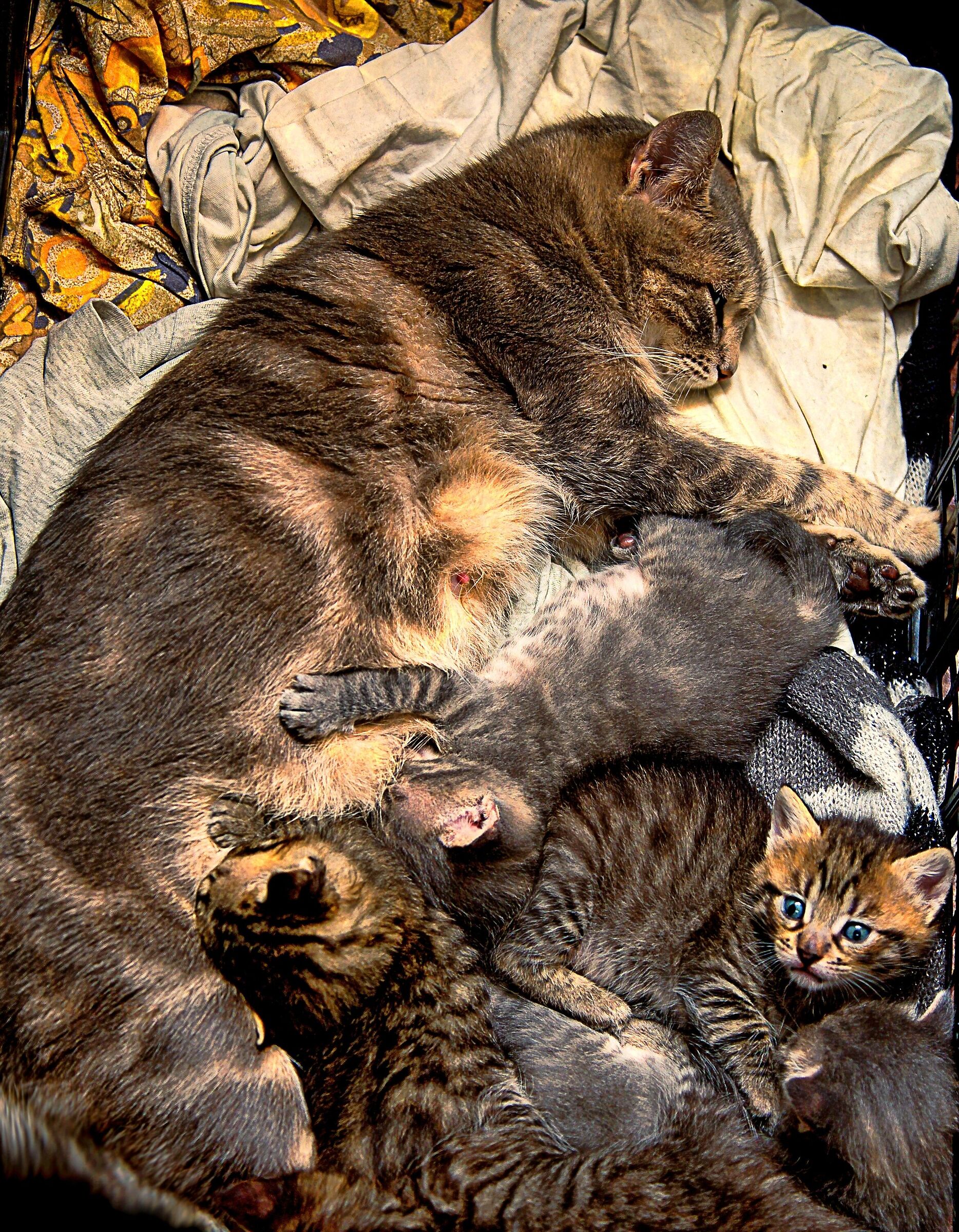 Mother cat