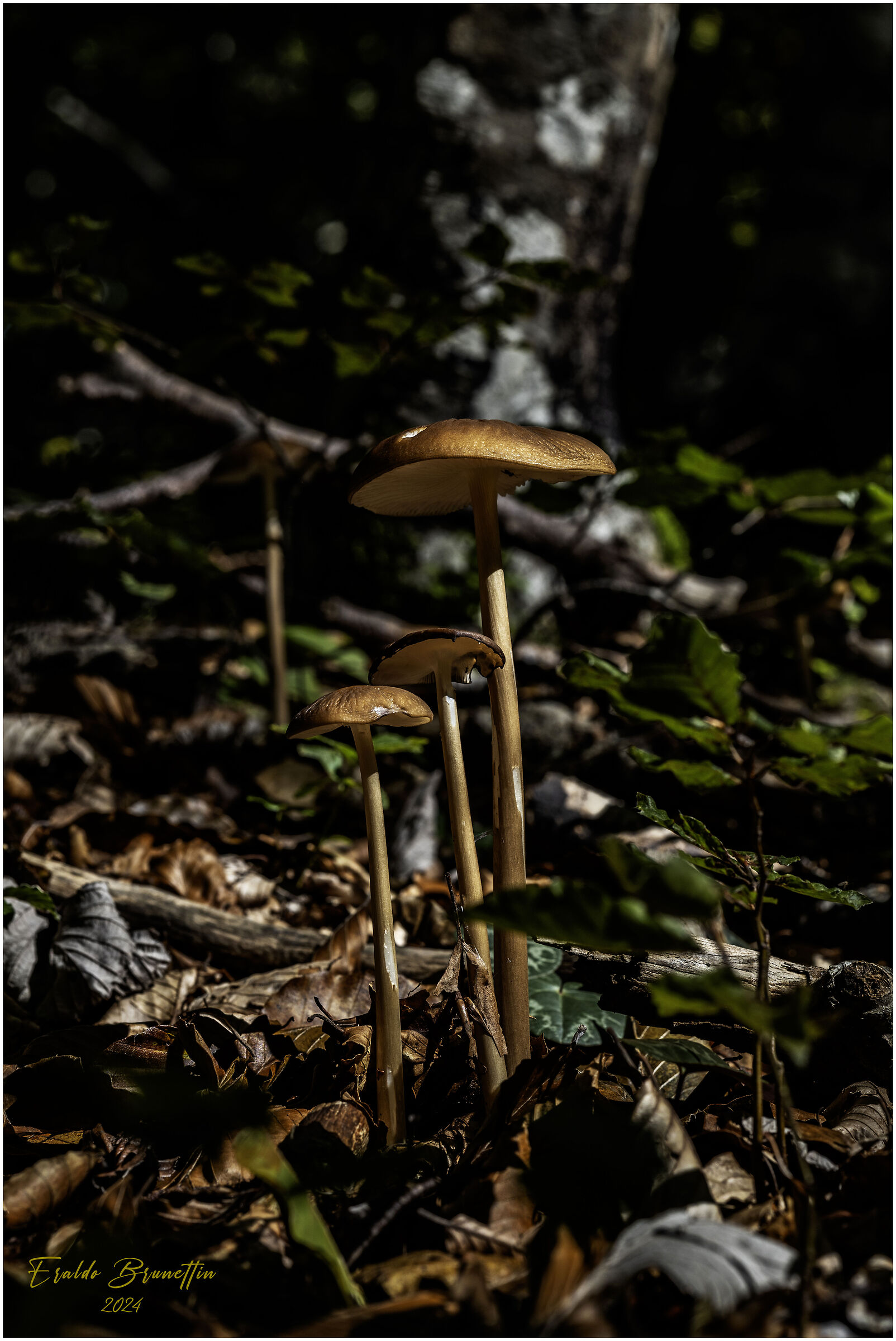Delights of the autumn forest.
