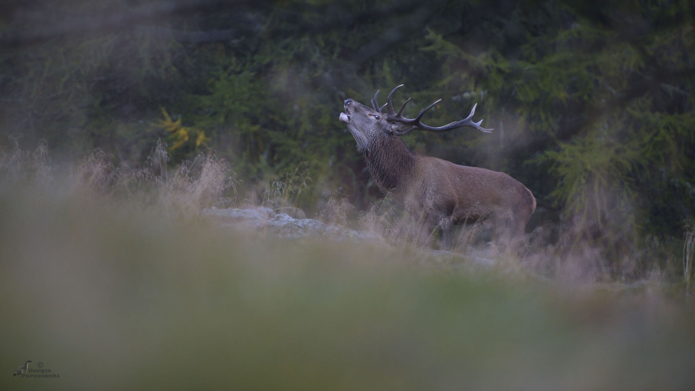 Roaring in the last light of the evening