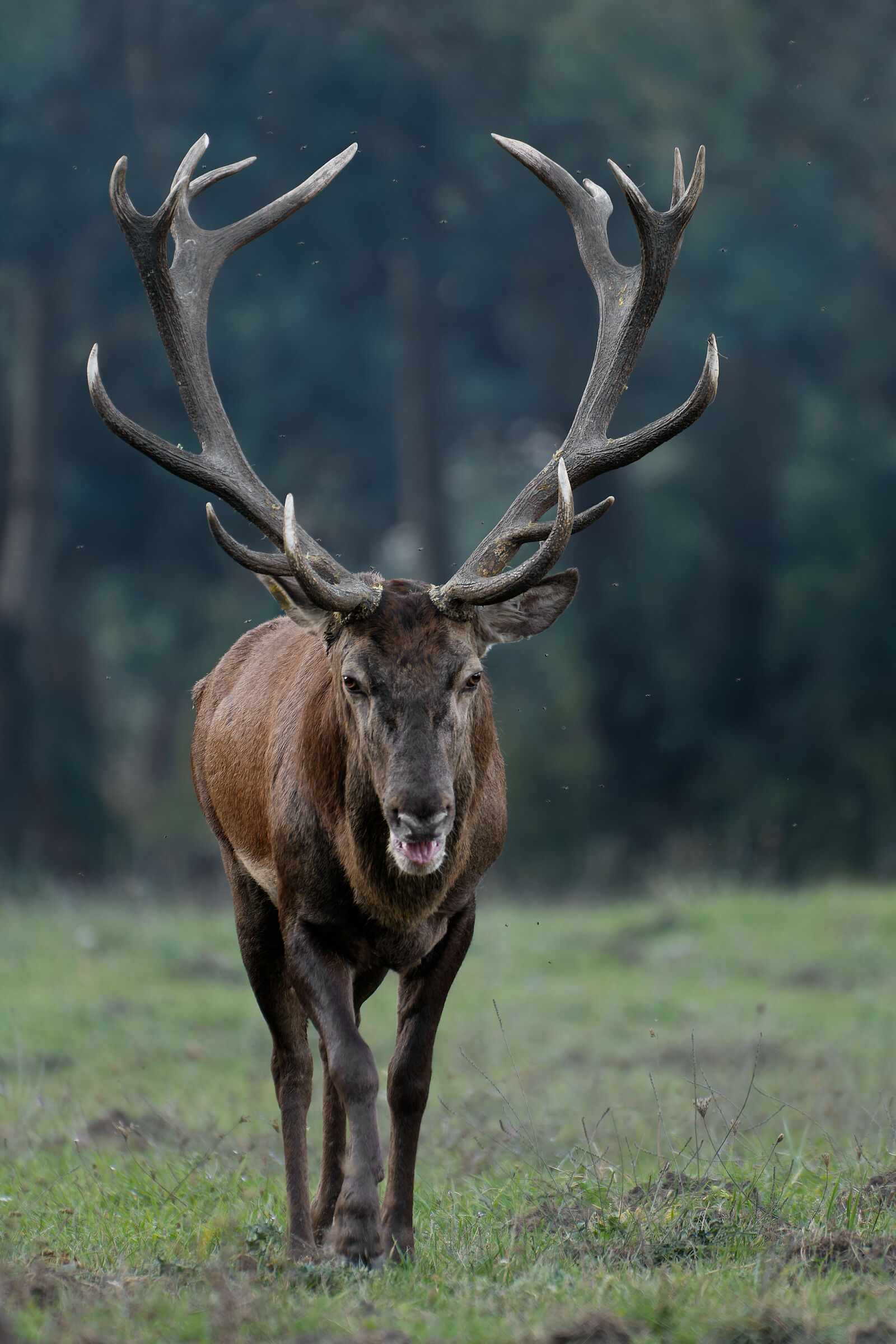 Cervus elaphus